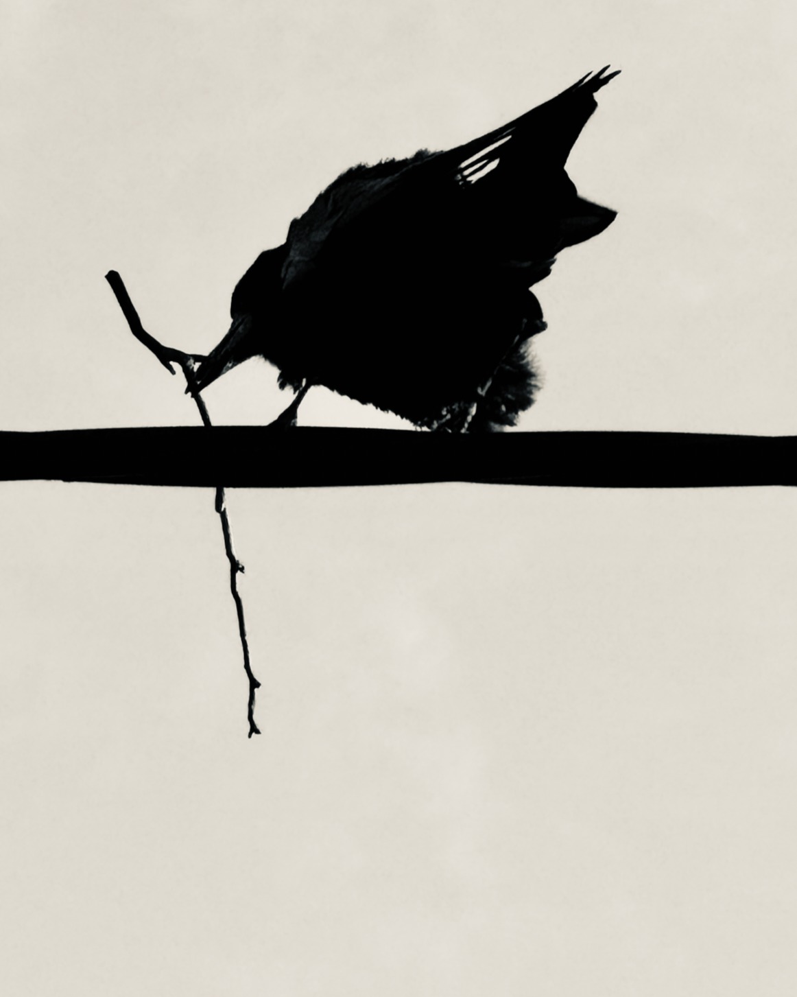 The #Ullapool rooks are starting to build their nests...