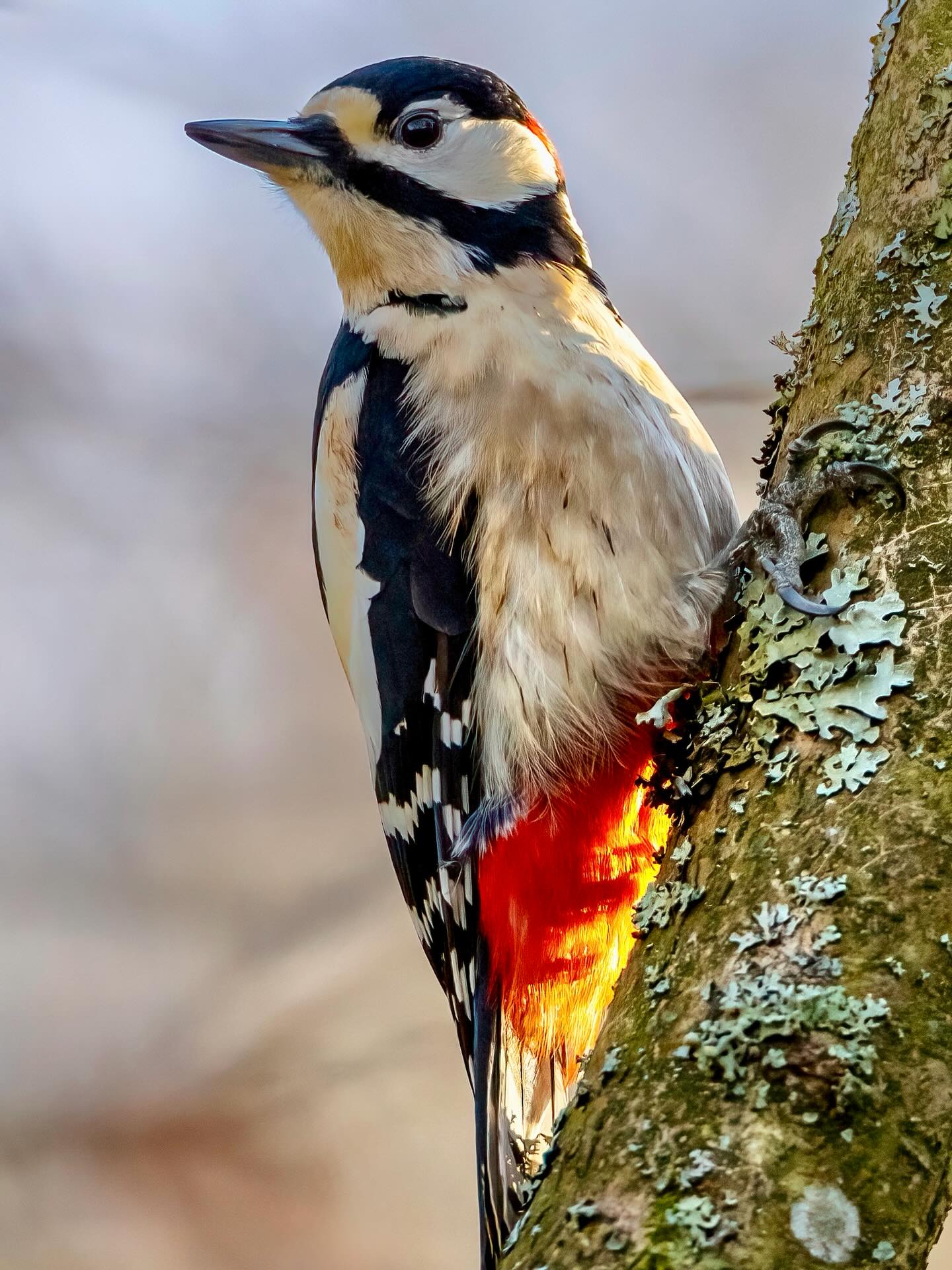 „Mir brennt 🔥 der Frack“ 🙂
Viel mir als erster Spaß ein, aber es ist mehr als das…
Im ersten Gold des Morgenschein,
klopft leise an das Holz der Hain.
Der Buntspecht im roten Glanz
trommelt seinen Waldtanz.
Rinde staubt im Licht so sacht,
sein Rhythmus weckt die Blätternacht.
Ein Flügelschlag, ein Funkenflug,
und still wird wieder Wald genug.
Sein Gefieder wirkt im Morgenlicht fast gemalt. Schwarz wie frischer Schatten, weiße Flecken wie Lichtsplitter, und das Rot unter dem Schwanz leuchtet, als hätte jemand ein kleines Stück Sonnenaufgang daran befestigt. Wenn es ein Männchen ist, blitzt zusätzlich ein roter Nackenfleck auf, wie ein geheimes Siegel.
Dann beginnt das Trommeln. Kein zielloses Hämmern, sondern eine präzise Morsebotschaft an den Wald.
Trrrrrrr.