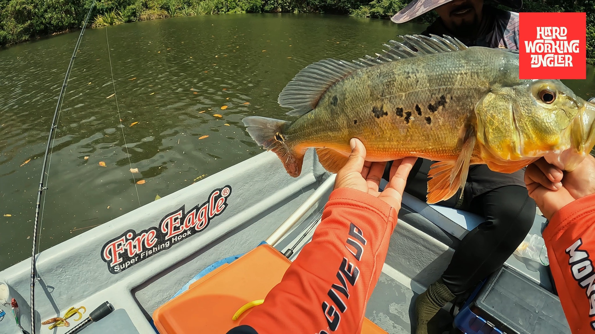 Recent Lenggong fishing trip. Contact us for enquiries on our freshwater fishing trip in Malaysia. #peacockbassfishingguidemalaysia #hardworkingangler #fishing #visitmalaysia #peacockbass