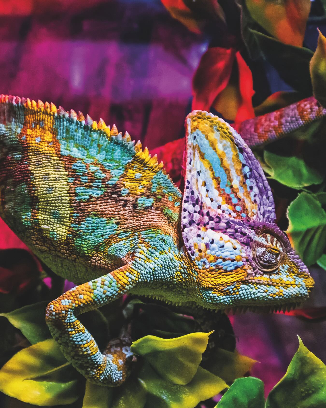 SHOW YOUR COLOURS!
Das Chamäleon – unser Wappentier.
Charismatisch.
Hilfsbereit.
Ausdrucksstark.
Multidisziplinär.
Ästhetisch.
Lebhaft.
Emotional.
Offen.
Neugierig.
Wir haben das Chamäleon als unser Wappentier gewählt. Warum?
Weil es den Kern unserer Überzeugungen zum Ausdruck bringt und viele wichtige Werte metaphorisch in sich vereint.
Stolz. Offen. Ehrlich. Verbindlich. Wandelbar. ✨
#brustpartner #showyourcolours #chameleon #wappentier #designstudio #interiordesignraumkonzept #markenidentität #werte #haltungzeigen #kreativagentur #designinspiration #teamspirit #wandel #farbenspiel