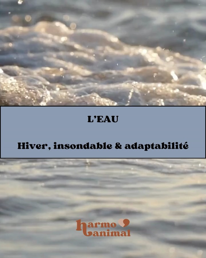 Dernier élément de cette série, l’élément Eau ! C’est un élément qui s’adapte à toutes les situations, fluide et aérien dans ses mouvements. J’espère que cette série vous aura plu ! Si l’élément de ton animal semble être en déséquilibre contacte moi cela peut se travailler en kinésiologie !🐾✨ #kinesiologie #kinesiologieanimale #bienetreanimal #gironde #merignac