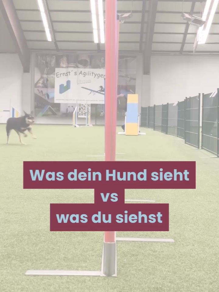Der Slalom im Agility 🍭
Ein nicht nur physiologisch anspruchsvolles Gerät.
Hier ist der volle Fokus gefragt. Dein Hund arbeitet Stange für Stange ab & durch einen Perspektivwechsel merkt man mal, wie krass die Leistung der Hunde ist bei diesem Gerät!
💡Der Hund muss immer von Rechts in den Slalom einfädeln, egal wo der Mensch steht und diesen selbstständig bis zum Ende abarbeiten.
Der Aufbau ist ganz unterschiedlich möglich:
👉🏼 Gassenslalom
👉🏼 2x2 Methode
👉🏼 Hilfsbögen
💜 Im Video sehr ihr die Working Kelpie Hündin Leela @leela_rosa_kelpiegirls