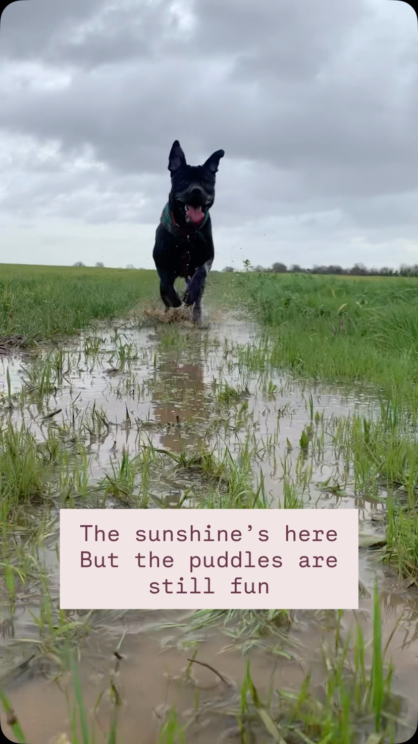 ☀️ The weather has been kind to us at last, but the dogs are still loving the puddles.. Henry and Chief took the tennis 🎾 ball for a dip. While Dog had fun splashing in every puddle he could find.
#dogwalkergreatwakering #dogwalkerrochford #professionaldogwalker #dogshavingfun #dogsandpuddles