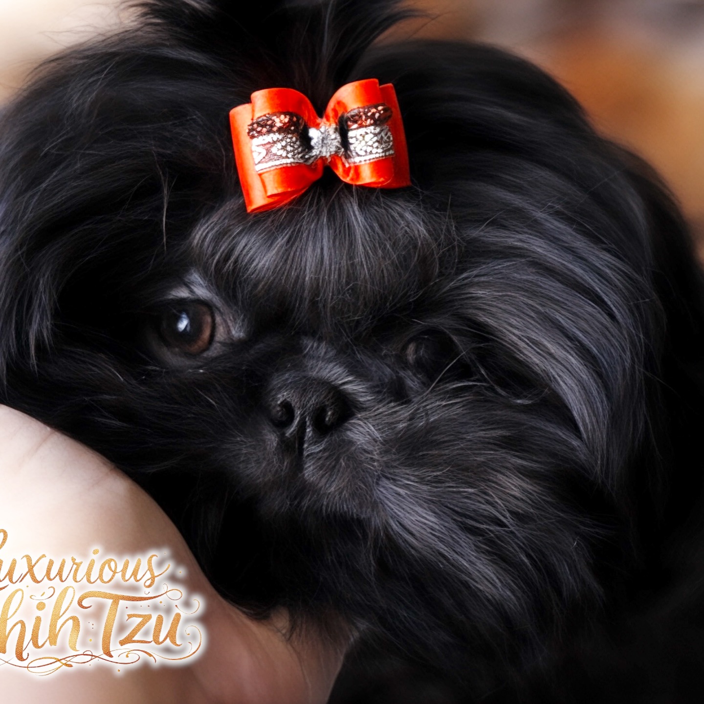 Onyx 🖤
Velvet touch. Angel eyes.
Triple plush perfection wrapped in the sweetest, most even-tempered personality.
He’s the kind of boy that doesn’t just join a family — he completes it.
All info available on our website.
#shihtzu #akc #puppy #blackdog #shihtzulover
Don’t miss out on the opportunity to welcome one of these lovable companions into your life! Contact us today to inquire about our available puppies or to reserve your newest family member. 🏡❤️🐾
www.luxuriousshihtzu.com
✈️ Shipping available
📍Los Angeles, CA