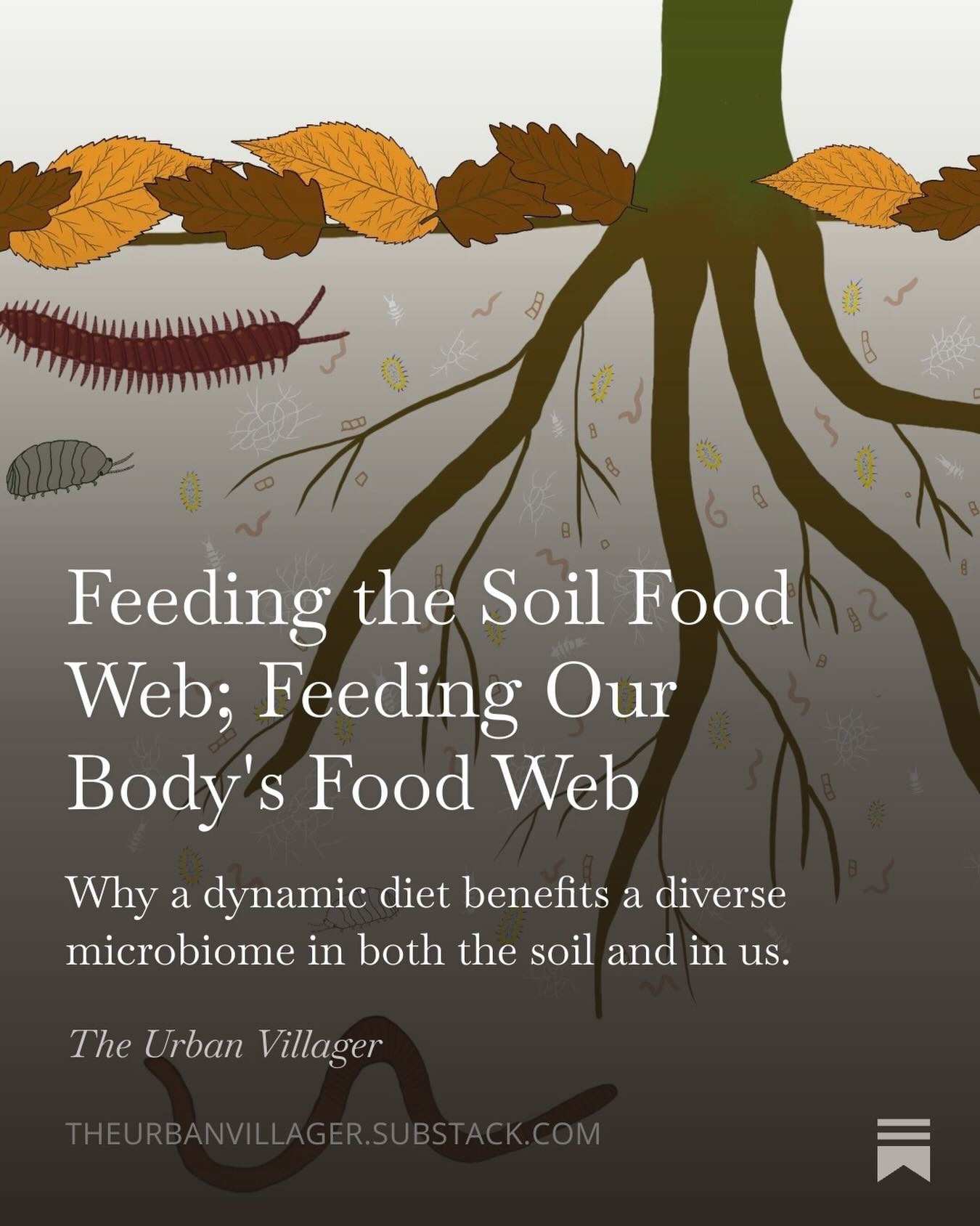 “Diversity is one of the greatest attributes of any system that we can encourage, whether that be in our soil or in our communities. This characteristic of a healthy system brings with it dynamic resilience—when one part fails, other aspects of the system can respond to fill a need, or in permaculture we might say a niche.
In soil, a robust community of bacteria, nematodes, protozoa, mycelium, arthropods (those who shred up organic material and others who prey on those smaller than them), are some of the key players in the very beginning of our food chain.
*Our* food chain. Not just the soil’s food chain. Those tiny insects, in particular the arthropods, go on to feed birds and fish, which larger animals prey upon. Many of us eat upon different parts of this animal food chain.
And these foundational building blocks of living creatures are at the heart of healthy food and medicine. Plant roots live in symbiosis with bacteria, mycelium and protozoa, who break down larger nutrients and make them more bioavailable to the plant. Larger insects process both larger carbon and nitrogen sources that get passed down along the food chain, making those parts a prime contributor to rich compost-y soil.“
Read more on our Substack publication, The Urban Villager! Link in bio.
#soilfoodweb #permaculture #permacultureeducation #permaculturedesign #sustainablelandscapes