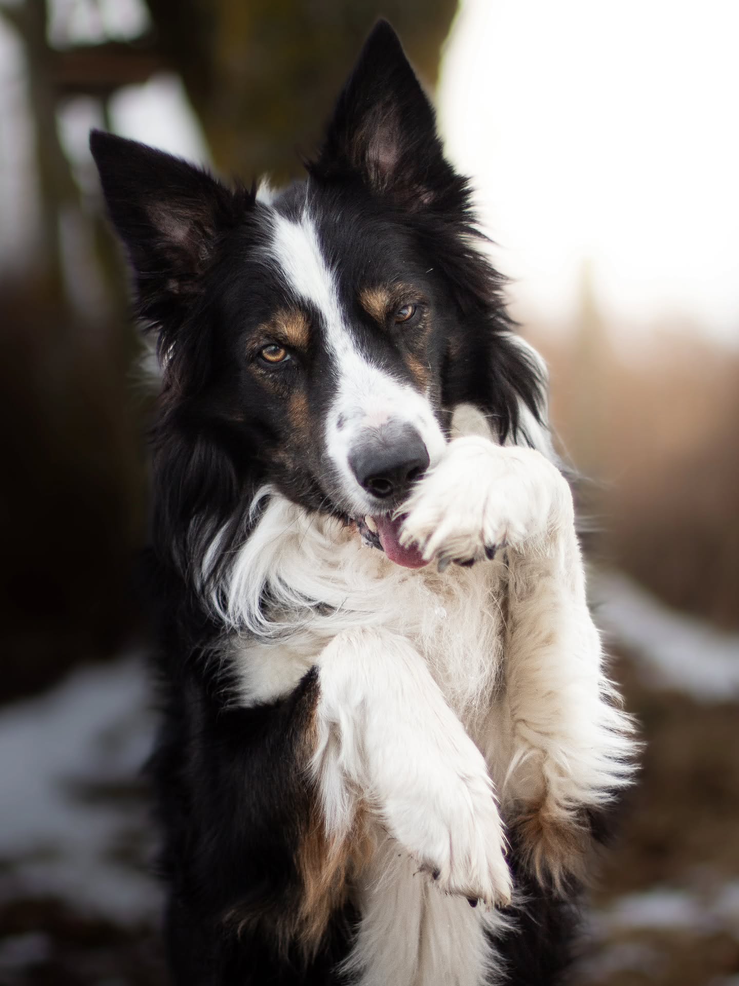 The fact that Navy turns 10 in a few weeks 😩❤️ If you ask me, he's in great condition for his age 🔥 I love this dog so much ❤️
#väståkranavyblue