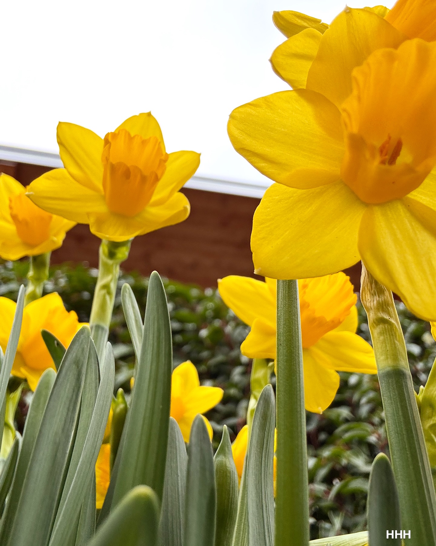 Harbour House Hotel is wrapped in early spring’s embrace—colours returning, petals unfolding, and the world feeling new once more
#harbourhousehotel #harbourhouse #saltspringisland #vancouverisland #britishcolumbiacanada