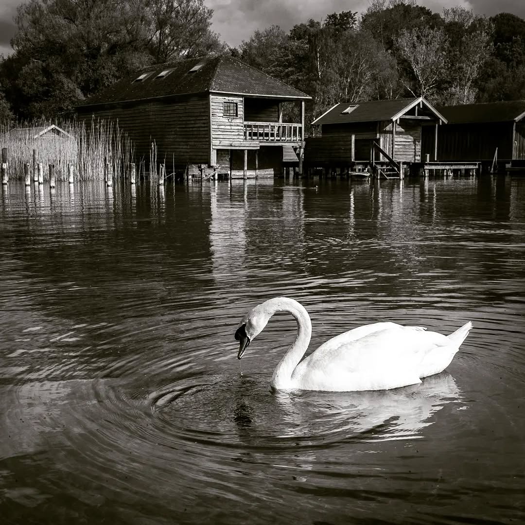 Swan
.
.
.
.
#fujixseries #fujix100v #fujifilm #fujifilmde #35mm #fujifilmfeaturetime #stanbergersee #bokeh #fineart #fineartphotography #fineart_photobw #finearts #fineartphotographer #palaceoffinearts #fineartist #fineartphoto #see #lake #water #steg #blackandwhite #bw #spring #frühling #fujifilm_global #waterworld #ishootfujifilm #bhop_photography #monochrome