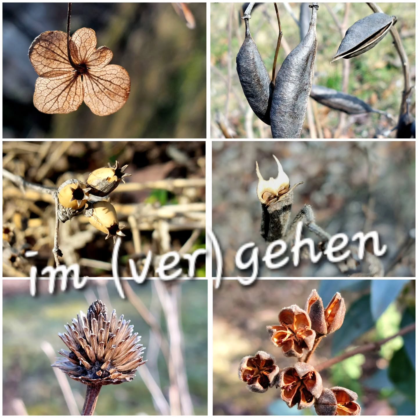 Mit dem Neuanfang sind trotzdem noch jede Menge Pflanzendetails im (ver)gehen.
Und sie sind
wunderschön
ungewöhnlich &
erstaunlich
⚠️ finde das Teuferl! 😄
#pflanzentanzen
#verenas_pflanzentanz #pflanzenbegegnungen #samenstände #pflanzenformen