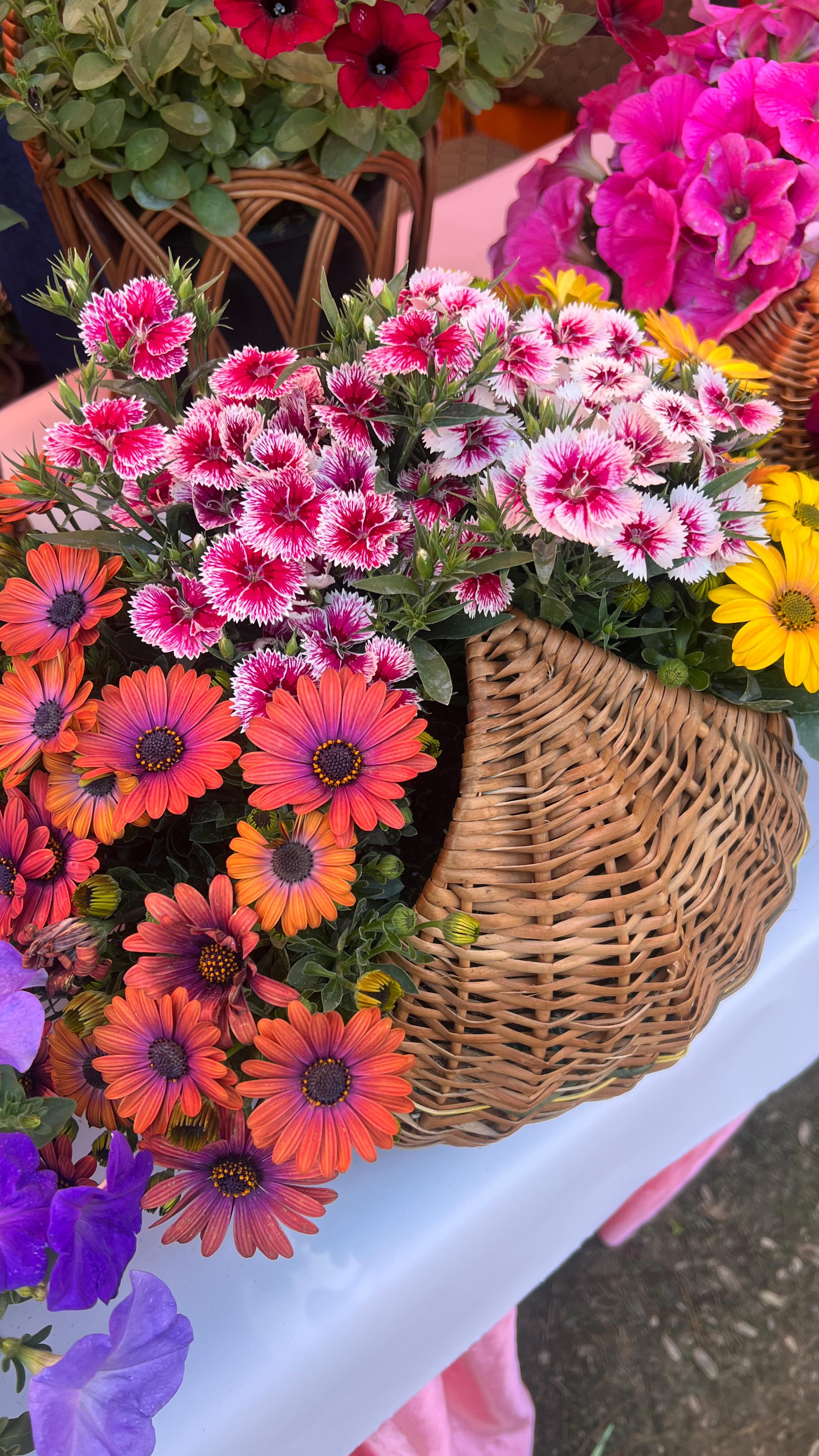 We created these beautiful flower baskets using rare and stunning hybrid blooms — each one full of colour, life, and fragrance. 🌸
Unlike bouquets that fade in days, these living arrangements keep blooming and growing, making them a gift that truly lasts.
Thoughtful, elegant, and full of joy — something special for someone special.
Sometimes, the best gifts aren’t just flowers… they’re a whole garden in a basket. 🌼
#FlowerBasket #LivingGift #HybridFlowers #BloomWithLove #UniqueGifts