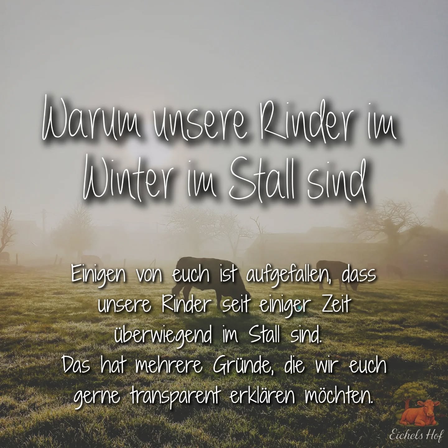Warum unsere Rinder im Winter im Stall sind 🐄❄️
Einigen von euch ist aufgefallen, dass unsere Rinder seit einiger Zeit überwiegend im Stall sind.
Das hat mehrere Gründe, die wir euch gerne transparent erklären möchten.
🌧️ 1. Witterung & Tiergesundheit
🌱 2. Futtergrundlage im Winter
🌾 3. Schutz der Weideflächen
🐄 4. Unsere Erfahrung
🏗️ 5. Warum kein großer befestigter Auslauf?
.
🤓 lies es im Beitrag 💡
💛 Unser Fazit
Unsere Rinder fühlen sich im Winter im Stall wohl:
✔️ trocken
✔️ weich eingestreut
✔️ jederzeit Futter
✔️ geschützt vor Wind und Dauerregen
Und trotzdem:
Wir freuen uns genauso wie ihr auf den Frühling 🌷
Denn sobald Boden und Wetter es zulassen, geht’s natürlich wieder raus auf die Weide!
#weidezeit #frühling
#kuhliebe #hofmomente #eichelshof