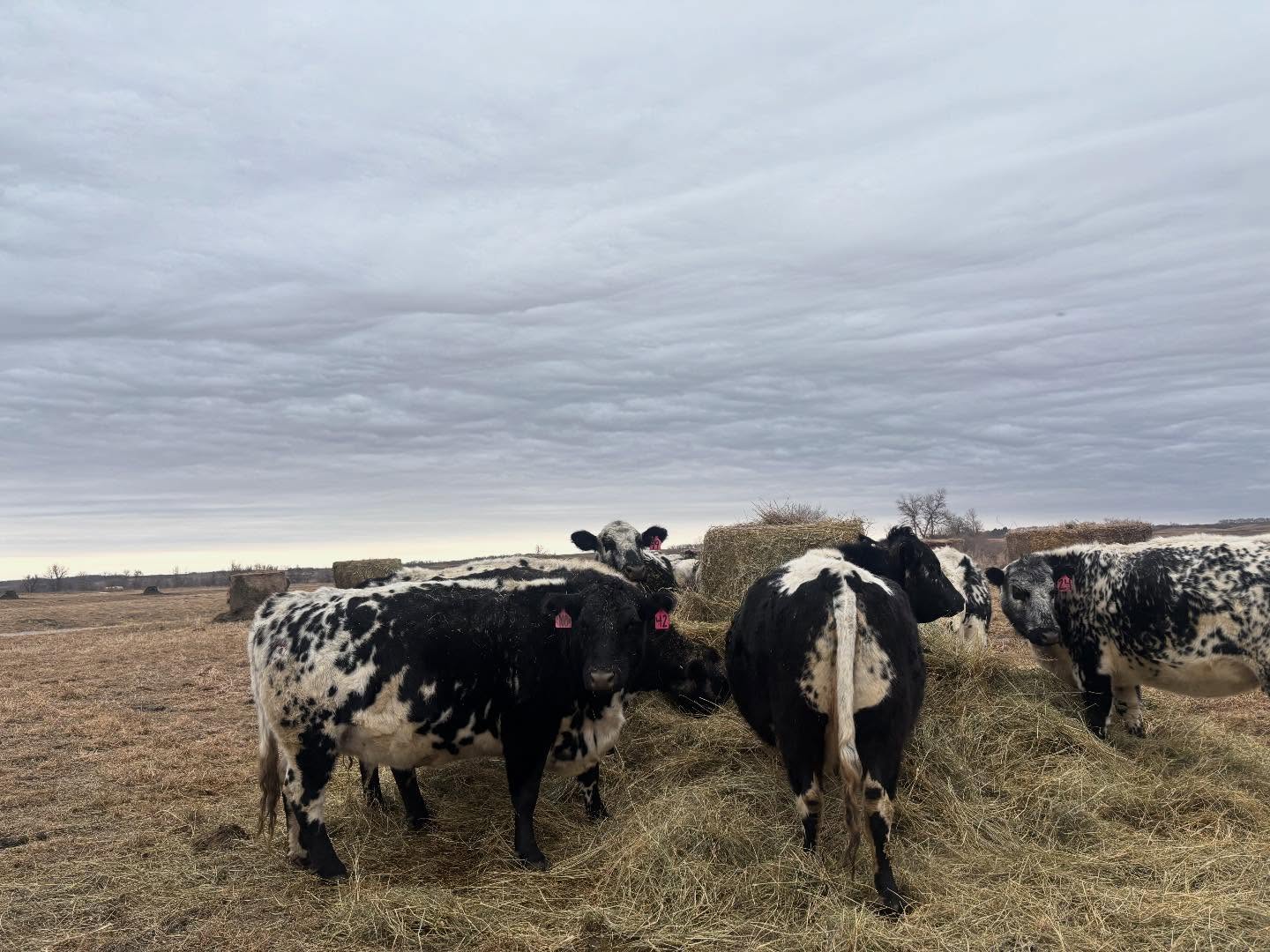 🐮
