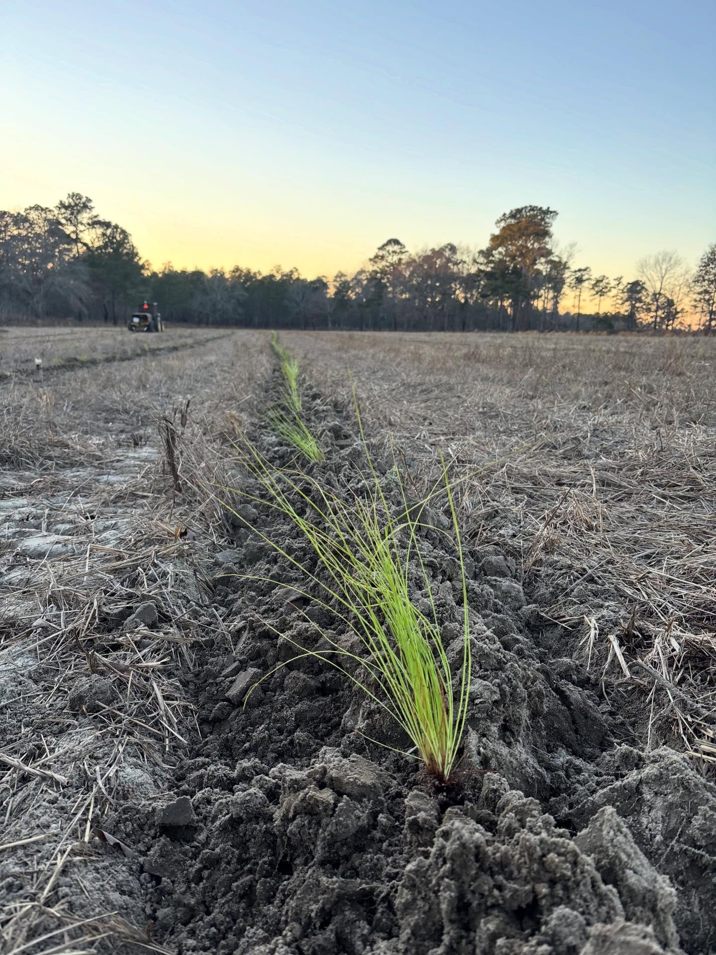 2025/26 Planting Szn🌲
.
Planting season starts in August w/ chemical site prep & on dry years like this year ends in March.
.
BL&T Stats:
🔥site prep burned: 491ac
🌲planted: 164k - Loblolly pine
🌲planted: 132k - Longleaf pine
.
We are extremely blessed to have a reforestation team that is second to none!
.
If you are in need of cost share assistance, reforestation, or burning feel free to reach out and we’d love to assist - the sooner the better as we’re already securing seedlings for next year! #LetsGrow