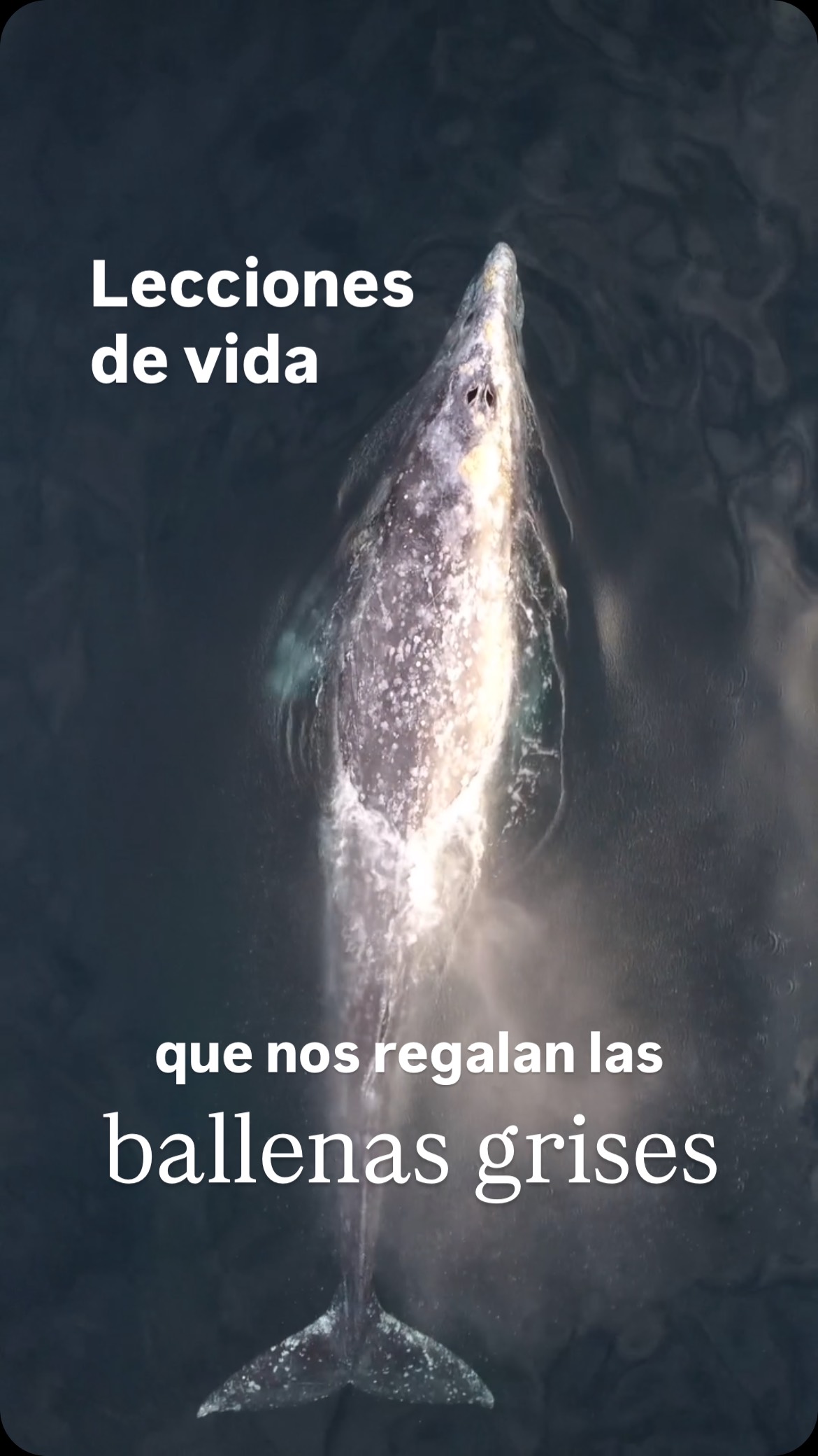 Sólo algunas de las tantas lecciones que podemos aprender de las ballenas grises durante su paso por México. 🐋🇲🇽
1. La paciencia crea vida
Después de 12–13 meses de gestación, nace una sola cría que depende totalmente de su mamá.
2. México es un santuario de vida
En las lagunas mexicanas vemos ese vínculo increíble mientras la madre la protege y alimenta.
3. Cuidar el océano sí funciona
Las ballenas grises estuvieron al borde de la extinción por la caza comercial, pero gracias a acuerdos internacionales y protección, la población del Pacífico Norte logró recuperarse.
¿Cuál de estas lecciones te tocó más? 🩶
— ENG —
Just a few of the many lessons we can learn from gray whales as they pass through Mexico. 🐋🇲🇽
1. Patience creates life.
After 12–13 months of gestation, a single calf is born, completely dependent on its mother.
2. Mexico is a sanctuary of life.
In Mexican lagoons, we witness this incredible bond as the mother protects and feeds her calf.
3. Caring for the ocean does work.
Gray whales were on the verge of extinction due to commercial whaling, but thanks to international agreements and protection efforts, the North Pacific population has recovered.
Which of these lessons resonated with you the most? 🩶
-
-
-
-
-
Laguna Ojo de Liebre, Laguna San Ignacio, Bahía Magdalena, ballenas grises, cetáceos mexicanos, especies mexicanas, océano mexicano, ballenas en méxico, orgullosamente mexicanas, temporada de ballenas en baja california sur