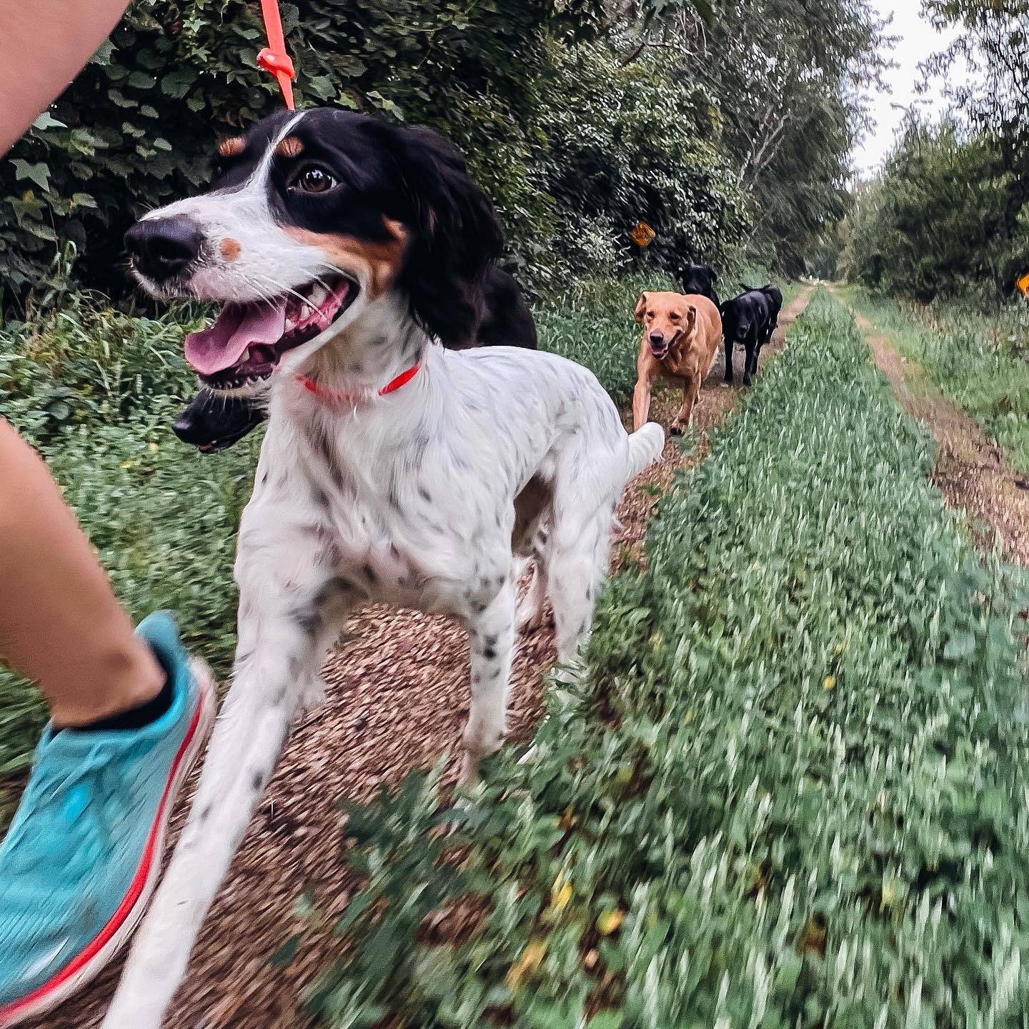 Me dying after mile 2 and Máquina wondering when the warm up is over? 🏃♀️
😰 #themachine
•
New week ahead of us, make it a great one! 🤍
•
•
#attitudeofgratitude #sundayrunday #settersofinstagram #runningpartners #hoka #adventuretime #labradorlove #agirlandherdogs