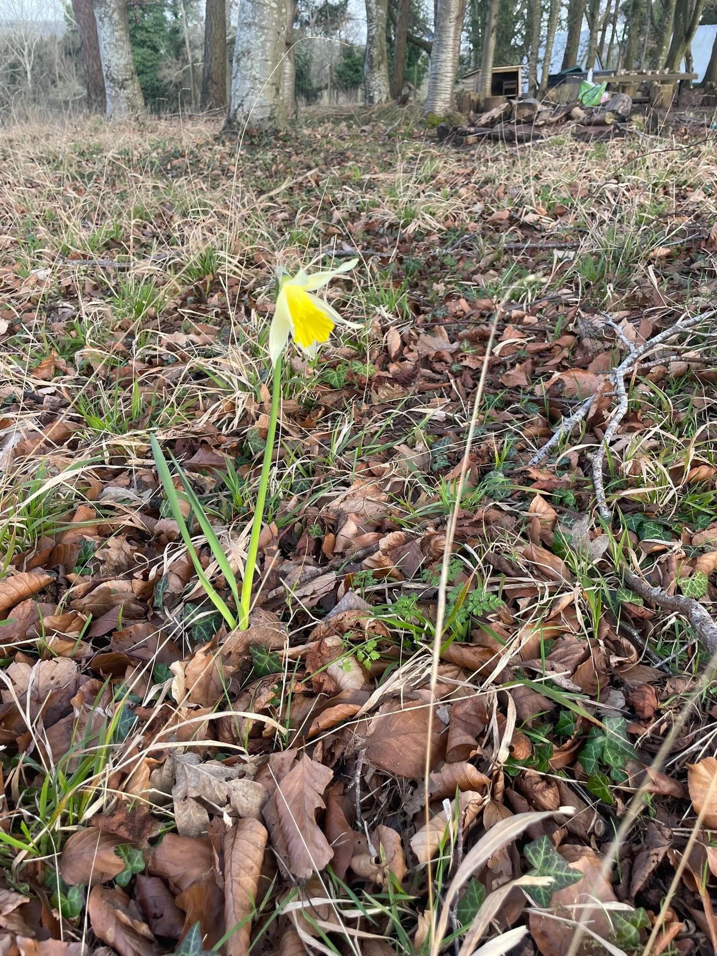 Spring is on its way! We found a lovely single daffodil and lots of bluebells emerging. The children laid sticks around the bluebells to protect them whilst they grow. We made some dens and remembered how to carry long sticks safely. We played hide and seek. Lots of painting was done with some lovely pictures to take home. We also had fun with hoopla hoops.