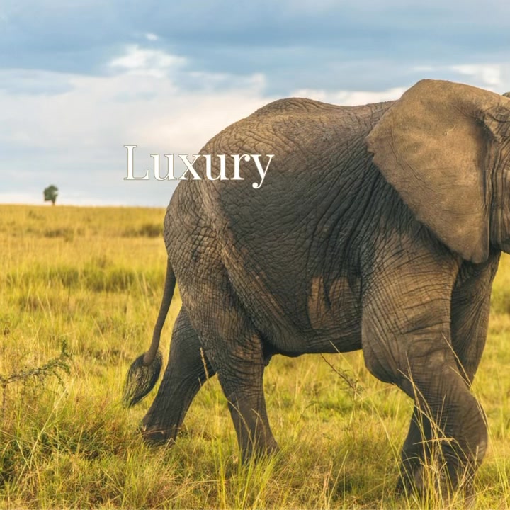 🦁🌊 Kenya Safari & Private Island Escape
Masai Mara and Chale Island
7 nights from £4,699pp
If you’re looking for that perfect balance of adventure and total switch off, this twin centre Kenya journey is something special.
Start with three nights in the Masai Mara, flying straight into the reserve to maximise your time on safari. No long road transfers, just straight into the action.
Stay at Mara Intrepids on a full board basis and enjoy daily shared game drives in one of Africa’s most iconic wildlife reserves. Think lions under acacia trees, elephants crossing golden plains and, if timing is right, vast herds of wildebeest.
You can also add an optional hot air balloon safari at sunrise, followed by a bush breakfast. It’s one of those unforgettable life moments.
Then it’s time to slow the pace.
Fly down to the Kenyan coast for four nights on Chale Island, a private island retreat offering all inclusive luxury with a strong eco focus.
Lagoon kayaking. Tide pool walks with a marine biologist. Sulphur mud baths. Yoga by the ocean. Evening talks on turtles and coral reefs. Or simply do nothing at all on a beautiful stretch of white sand.
What makes this itinerary work so well
✔ Scenic internal flights to maximise safari time
✔ Masai Mara game drives in a world famous reserve
✔ All inclusive stay on a private island
✔ Unique marine and conservation experiences
✔ AMREF Flying Doctors cover included
✔ Charitable donations supporting local communities
Travel window
20 September to 31 October 2026
From £4,699pp
International flights included
This is a brilliant option for honeymoons, big birthdays or anyone wanting wildlife and beach without compromise.
If Kenya has been on your list, let’s talk through dates, cabin options and how we tailor this to you.
📞 07856 872978
📧 nctravel@travel-pa.com
🌍 www.nctravel.co.uk
#NCTravelUK #KenyaSafari #LuxuryEscape