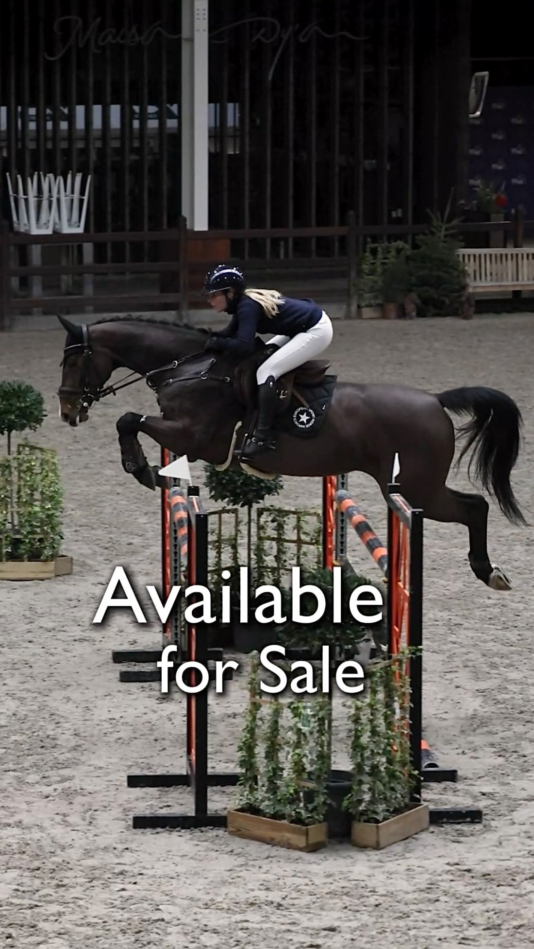⭐️ AVAILABLE IN THE BARN ⭐️ This group is NOT messing around in terms of quality.
1. RANORA - 1.35 Queen, great results, 16.1h 9yo mare x Dallas VDL with an exceptional damline. Has some blood and will win the jump off. Ammy/Girl friendly. Upper mid 5
2. AGAMIX - 1.35 schoolmaster packer, 18h 11yo gelding, can do the equitation classes, dead quiet and unflappable. Ok novice. Below mid 5
3. ULTRAVOX - 16h 1/2 6yo mare x Catoki to develop for the jumper classes. Great brain, scope for at the very least 1.35. Had a foal so had a late start, great mare in every aspect. Under mid 5
4. VICTORY - Excellent Hunter prospect, 17h 5yo gelding, hack contender and super fancy black horse. Under mid 5
5. SARABI - 8yo mare x Casino Grande, 16.2h, legitimate GP prospect. 1.30 level, scope and range for the bigger tracks. Good brain, ok girl to develop in a program. Top horse. Upper mid 5
6. ACTION ROUET - 17.1h 10yo mare, 1.35 princess, super elegant, sharp, smart, LOVELY mare with a super brain. Can be a very very competitive 1.35+ horse with a good riding junior or amateur. Can move up a level as well. Can also be transitioned to the Hunter or Equitation rings in the correct program. Upper mid 5
7. KIPLING - 16.3 7yo gelding, 1.20 level, simple to ride, forward and careful, to continue to develop for the jumper ring. Under mid 5
8. ROCHEFORT- 16.2h 9yo approved stallion, 1.40 level, amateur Hunter all day long. Hunter derby type, bigger Hunter classes, he is GORGEOUS, sweet and dead easy to ride and handle. Everyone will adore this horse. Lower 6.
9. SORRENTO- 17.3h 8yo gelding, 1.40 level, enormous scope, dead quiet and brave, super careful but intelligent about it. Excellent Big Eq/ Talent Search or GP horse. Hasn’t even started to be scoped out.
10. CADISA- 16.1h 8yo mare, 1.20 level, princess saint for any ring. We see her as an excellent 3 ring horse. Ideal amateur or junior horse to play on in all rings and pin. True black, drop dead gorgeous, bareback ride and trail ride, off the trailer no prep type.
AND MORE…! Message for available horses ⭐️