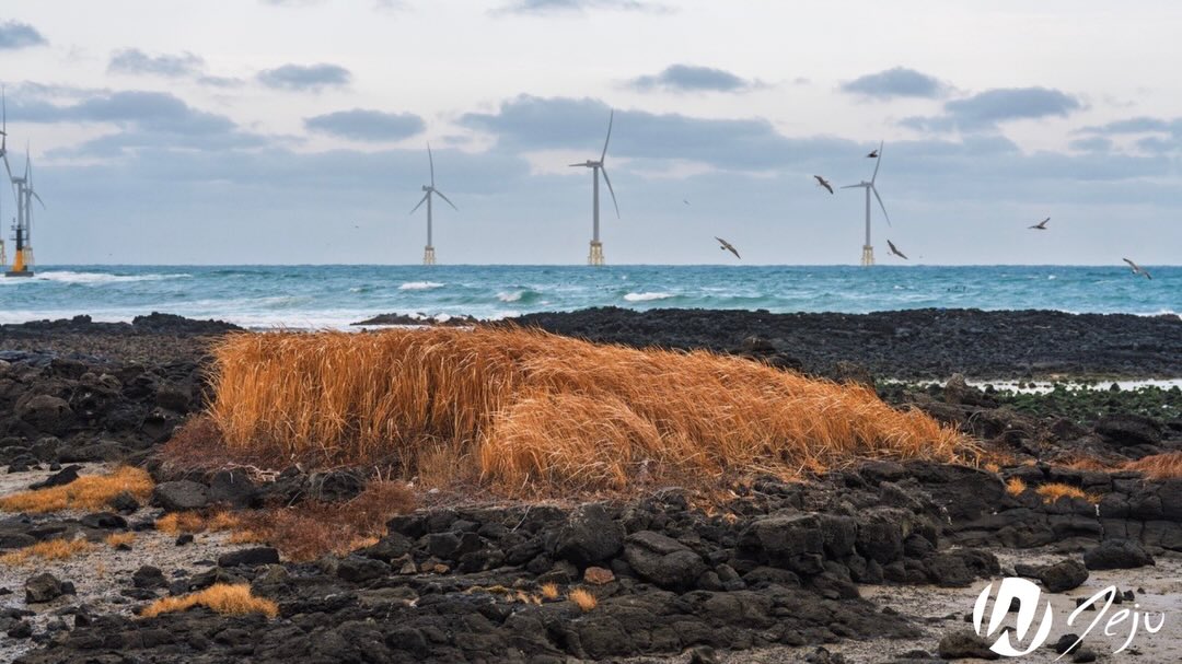 🌊Winter brings its own beauty to Jeju island but spring is a season of new beginnings! We are looking forward to Cherry blossoms blooming and sunny skies.🌸☀️
-
-
-
-
You can experience spring on the island too at our Campus Days event April 15th-18th! Registration is open now! Apply at wolbijeju.org/campus-days.
#wolbijeju #wolbi #jejuisland #bibleschool #biblecollege