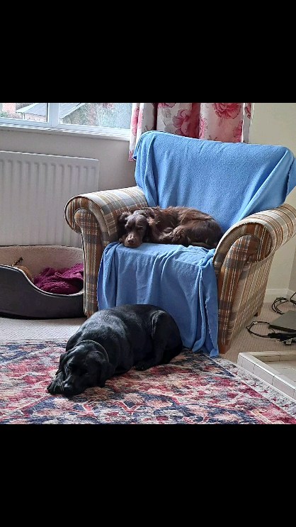After a hard day of watching me work I took my two 'helpers' out for an afternoon walk...it was 5.30pm, still daylight, dry, the birds were chirping and there was colour to be seen ....bring on Springtime 🌞🥾
#springtime
#nature
#outdoorwalks
#cumbia