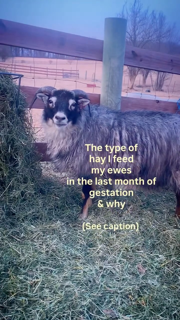 Cont from yesterday’s post: NDF is the total insoluble structural components of plant cell walls—specifically cellulose, hemicellulose, and lignin- the fibrous, less digestible parts of plants. Hay with lower NDF levels is higher quality, with higher digestibility.
1st cuttings often has higher NDF because it grows during cooler, slower-growing spring months, leading to more mature, stemmy plants.
2nd & 3rd cuttings are usually faster-growing, softer, and more nutrient-dense, making them ideal for high-energy needs.
Keep in mind that while later cuts are generally lower in NDF- maturity at harvest, weather conditions, and weed content can affect the final nutritional values (testing is the only sure way to know) but it’s a good rule of thumb to seek 2nd/3rd cuttings due to higher digestibility and better palatability.
We are 100% grass fed, but if you’re not then supplementing hay with grain, or concentrate feed, is another way for ewes to eat enough protein. This can become crucial as abdominal space diminishes - another good reason to avoid hay with excessive NDF because it works as ‘filler’.
Alfalfa hay is another option, but keep in mind it is excellent as a protein & energy source, yet the ewes may be unable to consume enough to meet their nutritional requirements. This is again due to the decrease in abdominal space & the stemy bulk of some alfalfa hay. I will also note that as a shepherdess of horned sheep, I’m very careful with alfalfa consumption in the last month. It’s been my experience that the extra protein leads to oversized horn buds - a dystocia risk. If I feel my ewes need more than good grass hay, I will never feed more than 50/50 grass/alfalfa.
Getting your hands on your ewes to gauge body condition scores & feeding to their needs will save you a lot of trouble at lambing. Skinny ewes will deliver weak lambs & provide subpar colostrum. Overfed ewes will struggle at delivery due to excessive fat around the pelvis & imbalanced hormones.
Determining the right balance is the key to a happy flock & successful shepherdess!
#icelandicsheep #ewes #homesteader #homesteadliving #shepherdess