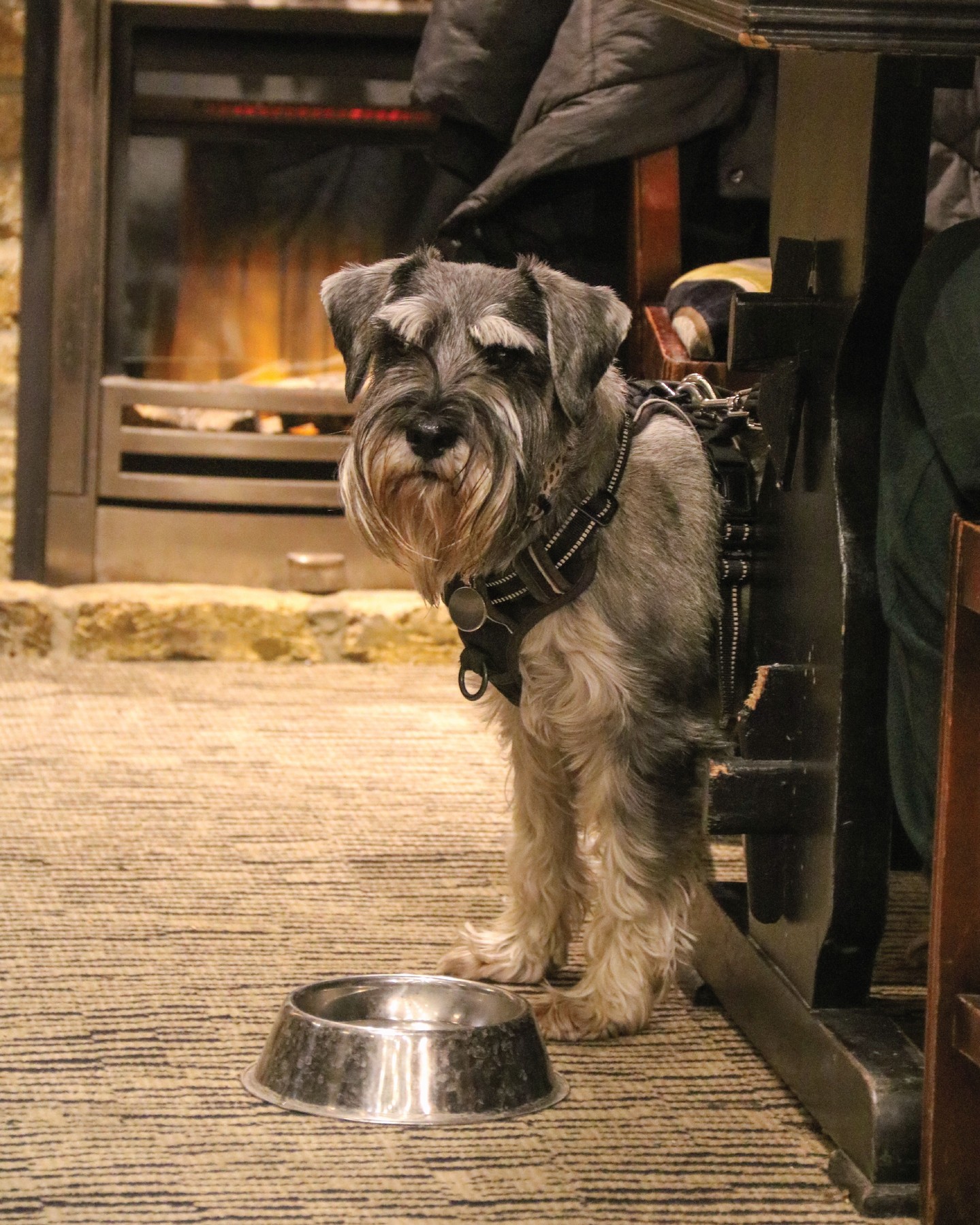 Spring is well and truly on the way and we are so excited about it! 🐝🪻🌸
We are lucky that all of our Grumpy Mole venues are surrounded by a host of great dog-walking spots, so remember, our bar areas are dog-friendly! Next time you're out with your pooch and near a Grumpy Mole, pop in for a nice refreshing drink with us ✨️
#grumpymole #thegrumpymole #dogwalk #dogfriendlypub #surreypub