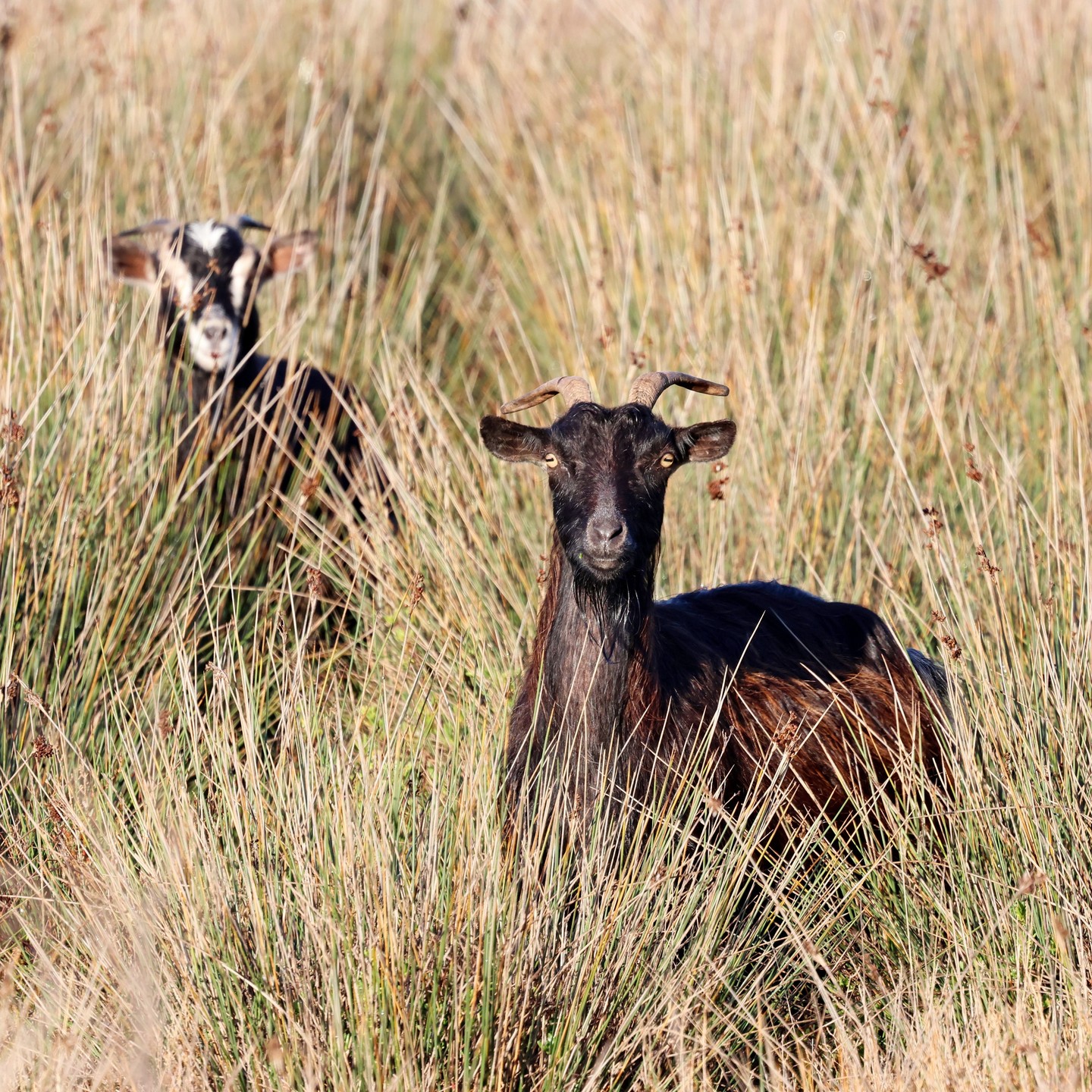 Spotted a new species of heron in the reeds at Livadi.
#islandwildlife #kefaloniawildlife #kefaloniabirding #guidedwildlifewalks #goats