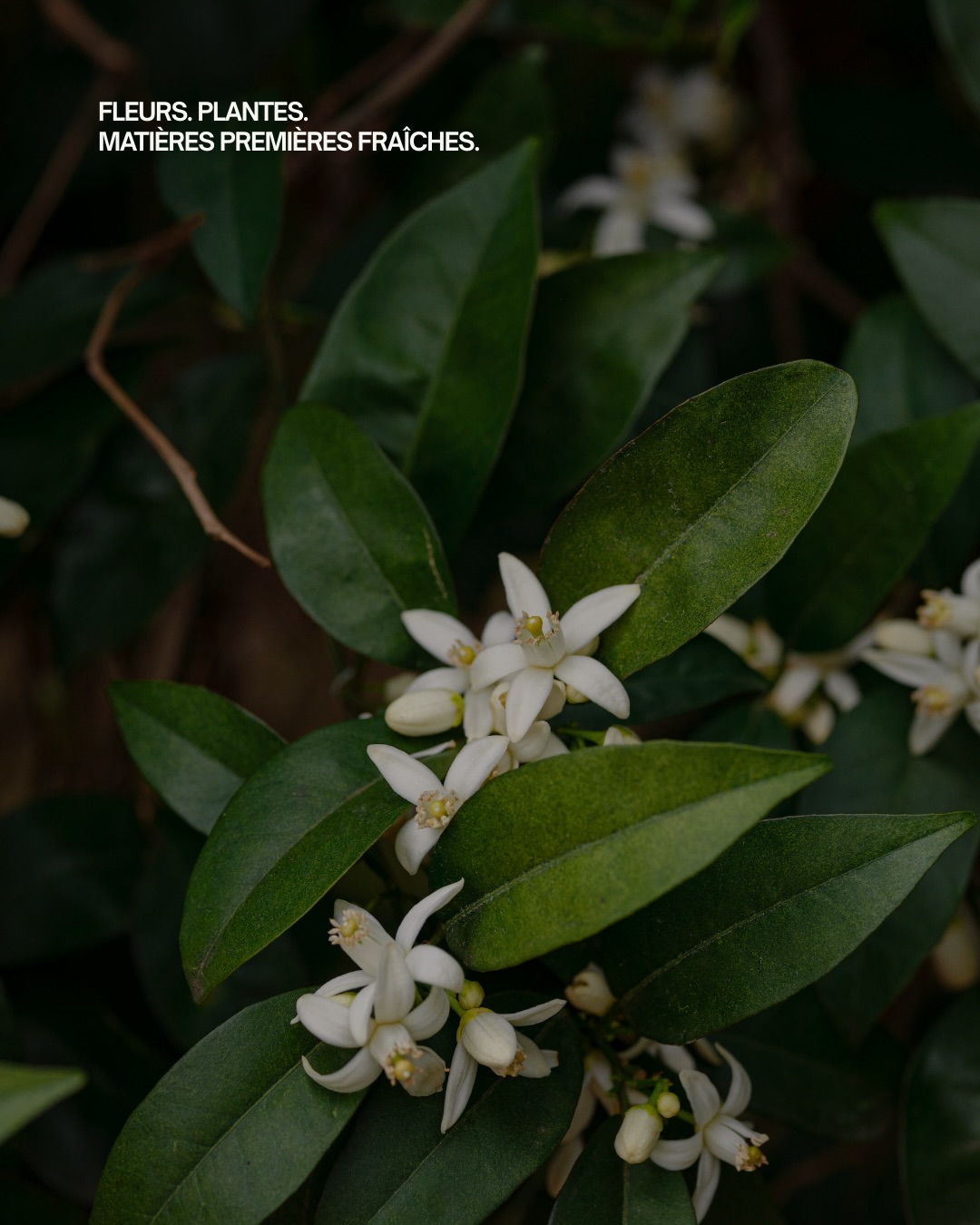 Fleurs. Plantes. Matières premières fraîches.
Chez Maison Luce, nous travaillons en petits lots.
Pourquoi ?
Parce que la fraîcheur d’une plante, c’est sa force.
C’est son pouvoir.
C’est son efficacité.
Nous respectons le rythme naturel des fleurs et des plantes, leur saison, leur énergie, leur intégrité.
🌿 Pas de production massive.
🌿 Pas de compromis sur la qualité.
🌿 Des ingrédients vivants, puissants, actifs.