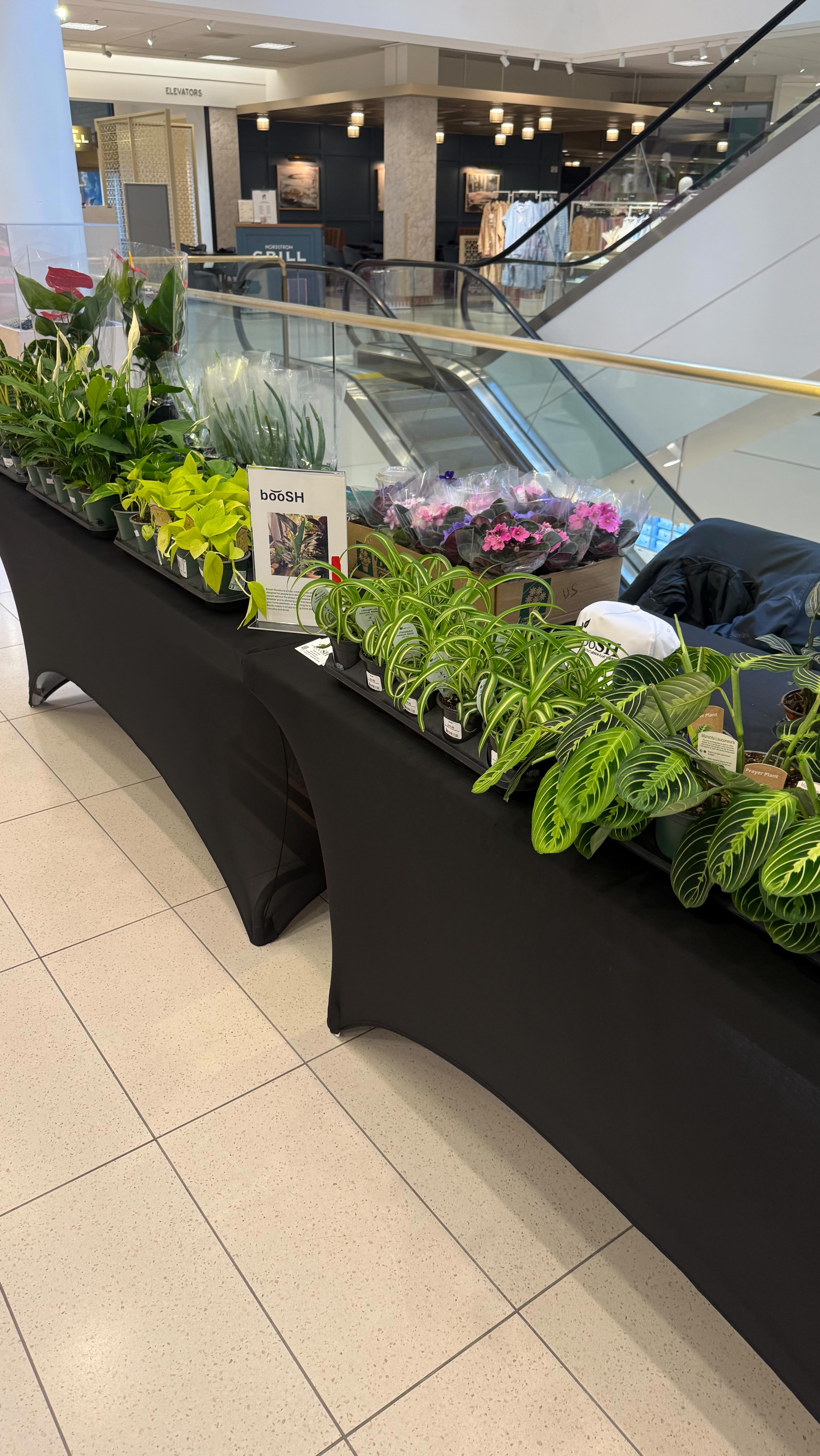 Bringing our plants to Bellevue! We are here @nordstrombellevue Black Business Pop-Up. Going from 11am-4pm
#booshnursery #popup #plantlover #plants #blackbusiness