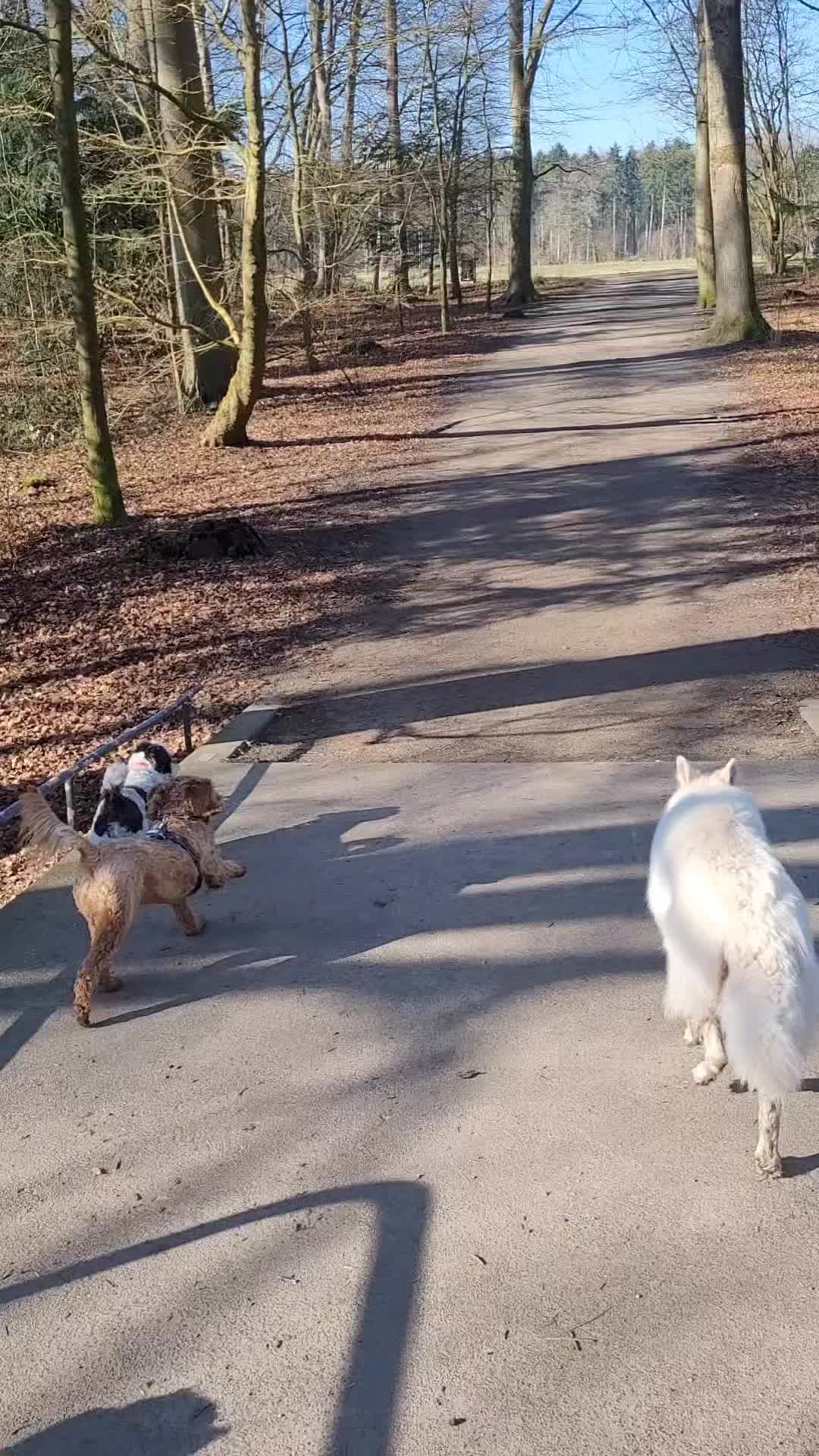 Een blije late ochtend groep 🥰
🐾 Bobbie, Zaza, Stitch, Senna, Charly en Teddy