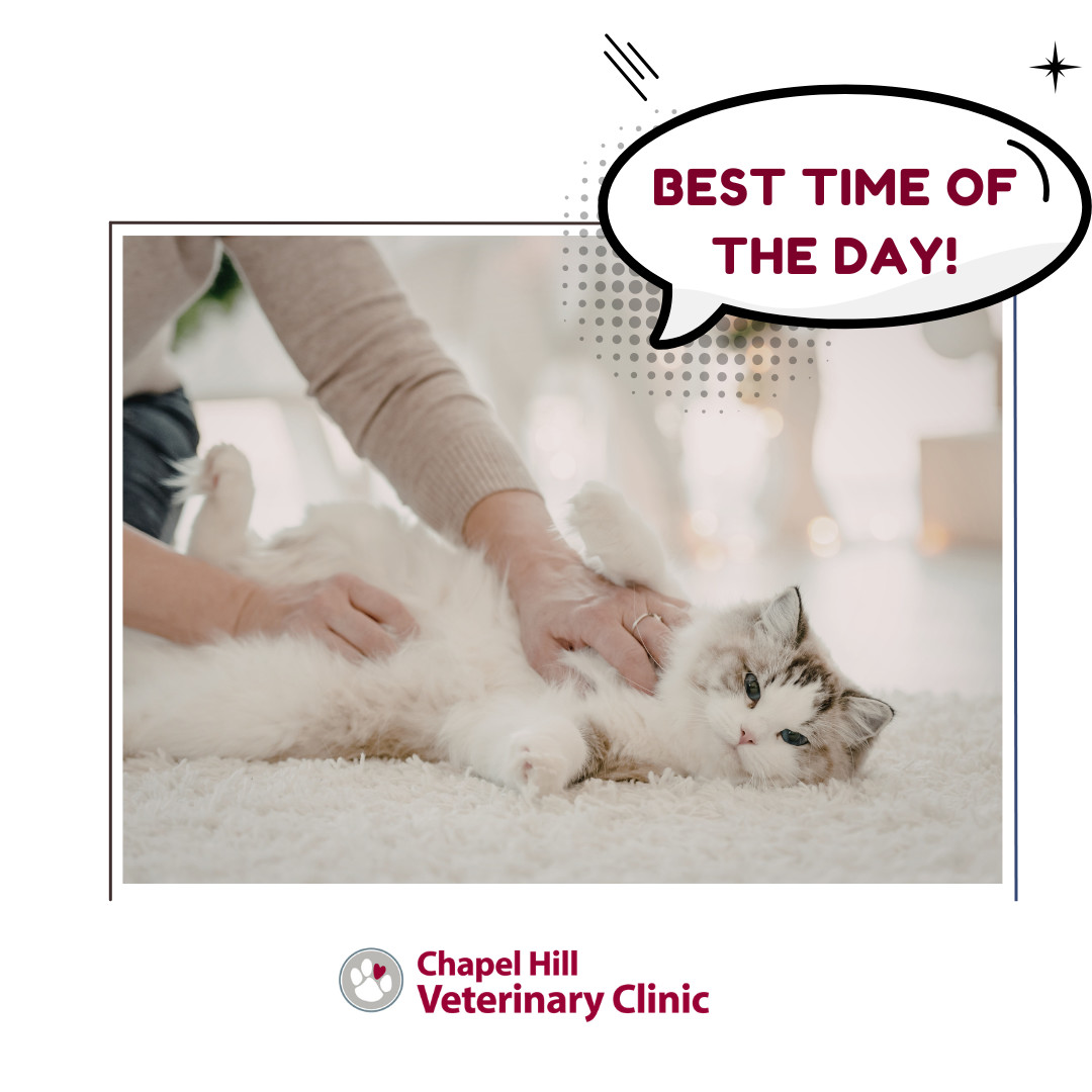 Nothing beats gentle pets and quiet moments together. 💛✨