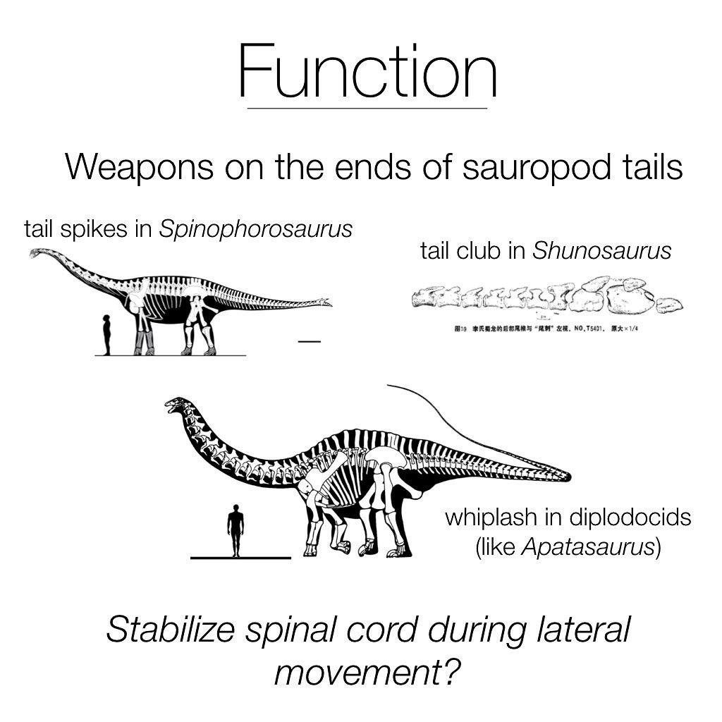 Part 6: Atterholt and Wedel, SVPCA 2019. (Did you think it was over?! 😉)
.
If you’ve been following this series of posts, you know that Matt and I decided the best explanation of neural canal ridges in sauropod tail vertebrae is that they are bony spinal cord supports, which denticulate ligaments attached to.
.
Yay! But why do we only see them in the tail vertebrae? And why do bony spinal cord supports appear in sauropods and fish and salamanders, but not really other critters??
.
To properly answer these questions there is lots more work to be done. One idea we have is that they provide extra support for the spinal cord in parts of the vertebral column that move side to side a lot (aka, laterally).
.
Many sauropods used their tails as weapons in various ways, which would involve strong and fast lateral movement. And fish and salamanders wiggle their bodies side-to-side to swim/walk.
.
Then again, we recently discovered bony spinal cord supports in the tail vertebra of a hadrosaur (duck-billed dino), which was decidedly NOT moving its tail laterally very much—it is stabilized by a bunch of ossified tendons which reduce this kind of movement. Also...why are spinal cord supports biggest in short little amphibian necks what can’t move a lot and smallest in the tails? And...not all fish actually move the whole spine side-to-side when they swim...Hmmmm.
.
For now, who knows why spinal cord supports appear in some animals and not other? 🤷🏻♀️Maybe they have multiple functions? Maybe no function at all?? We’re continuing research on this project to find out!
.
#paleontology #comparativeanatomy #sauropod #hadrosaur #science #anatomy #vertebrae #fish #salamander #svpca2019 @mathew.wedel