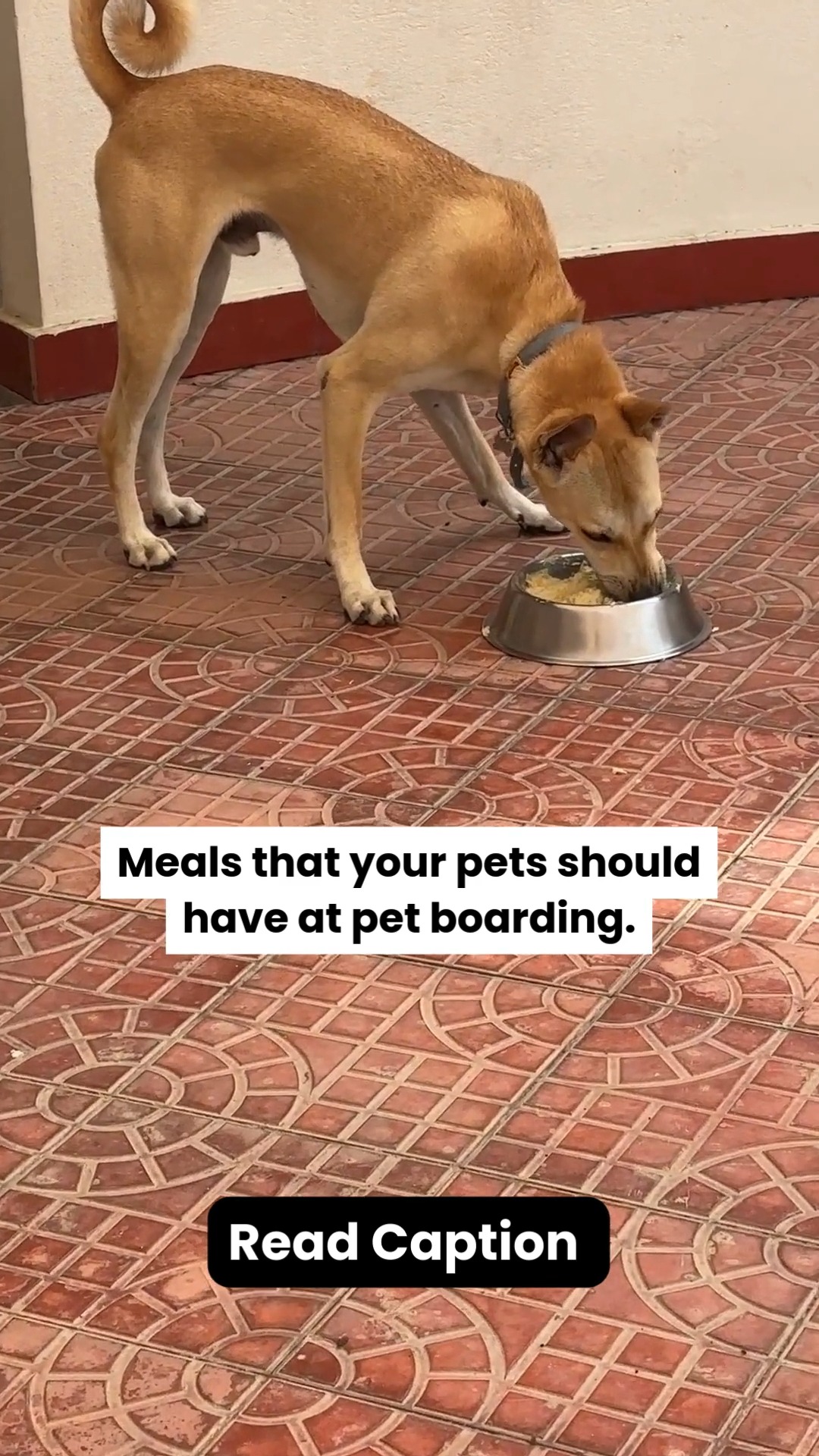 The biggest mistake pet parents make before boarding? Changing the food.
Boarding itself is already a big change for your pet — new place, new smells, new routine. The last thing their stomach needs is a sudden diet switch.
Here’s what vets and boarding facilities recommend when it comes to meals during a boarding stay 👇
🍽️ Similar meals to home
Sudden diet changes can cause vomiting, diarrhea, loss of appetite and stomach upset. Consistency keeps their gut calm.
⏰ Maintain the same feeding schedule
If your pet eats twice a day at home, that routine should continue during boarding. Familiar timing reduces stress.
📝 Share feeding instructions clearly
Portion size, allergies, supplements, medications, slow feeding needs — write everything down for the boarding team.
🍗 Avoid introducing new treats
New treats during boarding can upset digestion when your pet is already adjusting to a new environment.
💡 Remember: A familiar meal in an unfamiliar place can make a huge difference in how quickly your pet settles in.
📌 Save this before your pet’s next boarding stay
📤 Share this with a pet parent planning their pet’s first boarding experience
#cessnalifelineveterinaryhospital #cessnalifeline #20yearsofcessnalifeline #petboardingtips #petboardingindia #petnutrition #dogfeedingtips #catfeedingtips #petparentingindia #pethealthtips #responsiblepetparent #petcareindia