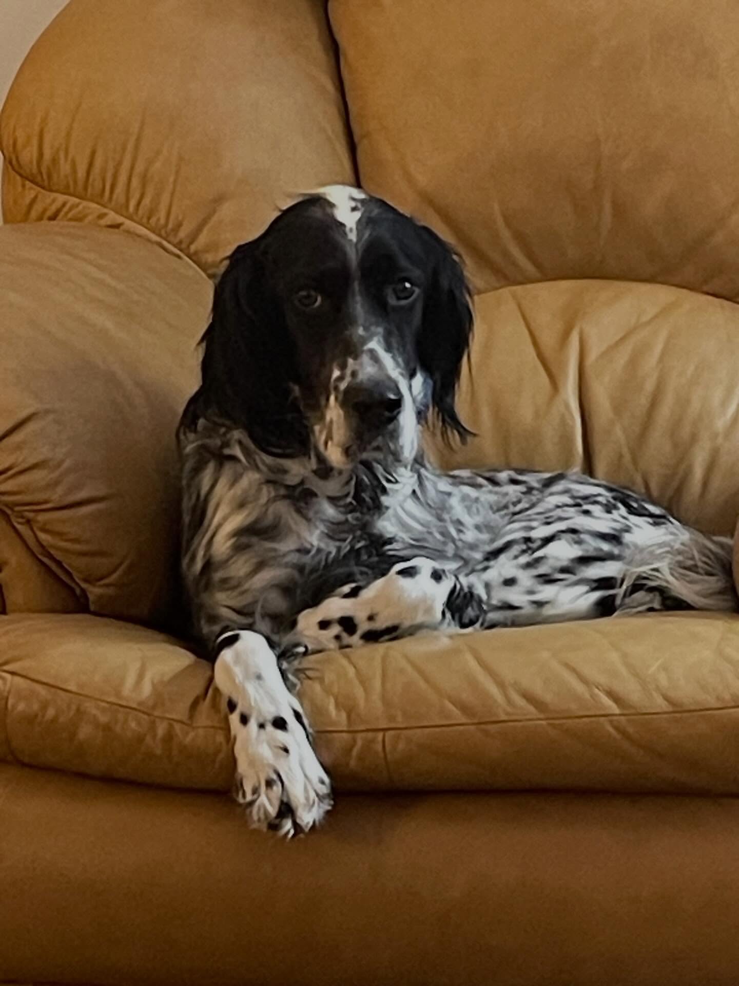March 1… Had to tell the girls the bad news - grouse season is over. ☹️. But we’ll be out there in March, scouting new covers and getting some dog work on grouse and migrating woodcock. We stay out of woodcock covers after the first of April since this is the earliest date we have observed nesting birds.