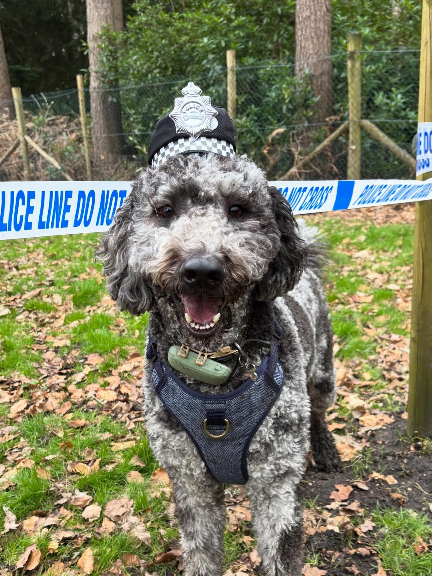 🚓 Pawlice Academy 🚓
This week’s enrichment focused on structured challenges, scent-led activities, and confidence-building tasks. Our pups took their roles very seriously — keeping watch, following clues, and protecting the yard 🐶🐾