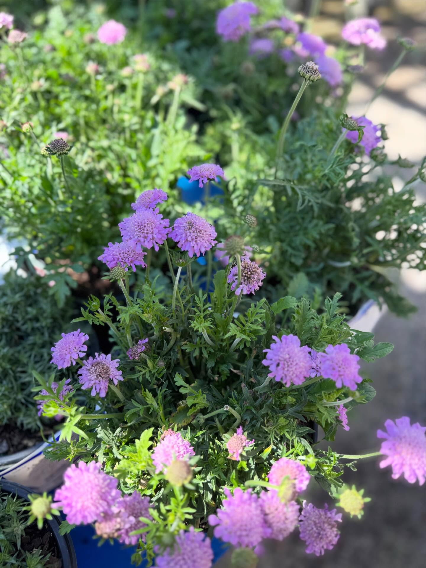 🌸 Spring is starting to roll in at J&S… and every week the shelves are getting a little fuller. 🌼
These are just the first wave of colorful spring flowers hitting the nursery! Over the next few weeks we’ll be bringing in more and more until the garden center is bursting with blooms.
If you love getting first pick of the season, now’s the time to stop by. We’ve also got everything you need to kick off your garden prep: soil, mulch, pottery, porch planters, and plenty of plant inspiration. 🌿
🌷 Mark your calendars! Our Bloom Shop & Hop is coming up April 4th, and you don’t want to miss it.
Here’s what we’ve got planned:
• Food truck 🍔
• Pop-up boutiques 🛍️
• Easter egg hunt for the kids 🐣
• And of course… a garden center full of spring plants 🌺
Come wander the nursery, see what’s new this week, and get your garden ready for the season.
📍 J&S Nursery – Newport, NC
Tag a friend who’s ready for spring planting! 👩🌾🌼
#NewportNC #CrystalCoastNC #SpringFlowers #GardenCenterLife #springplanting