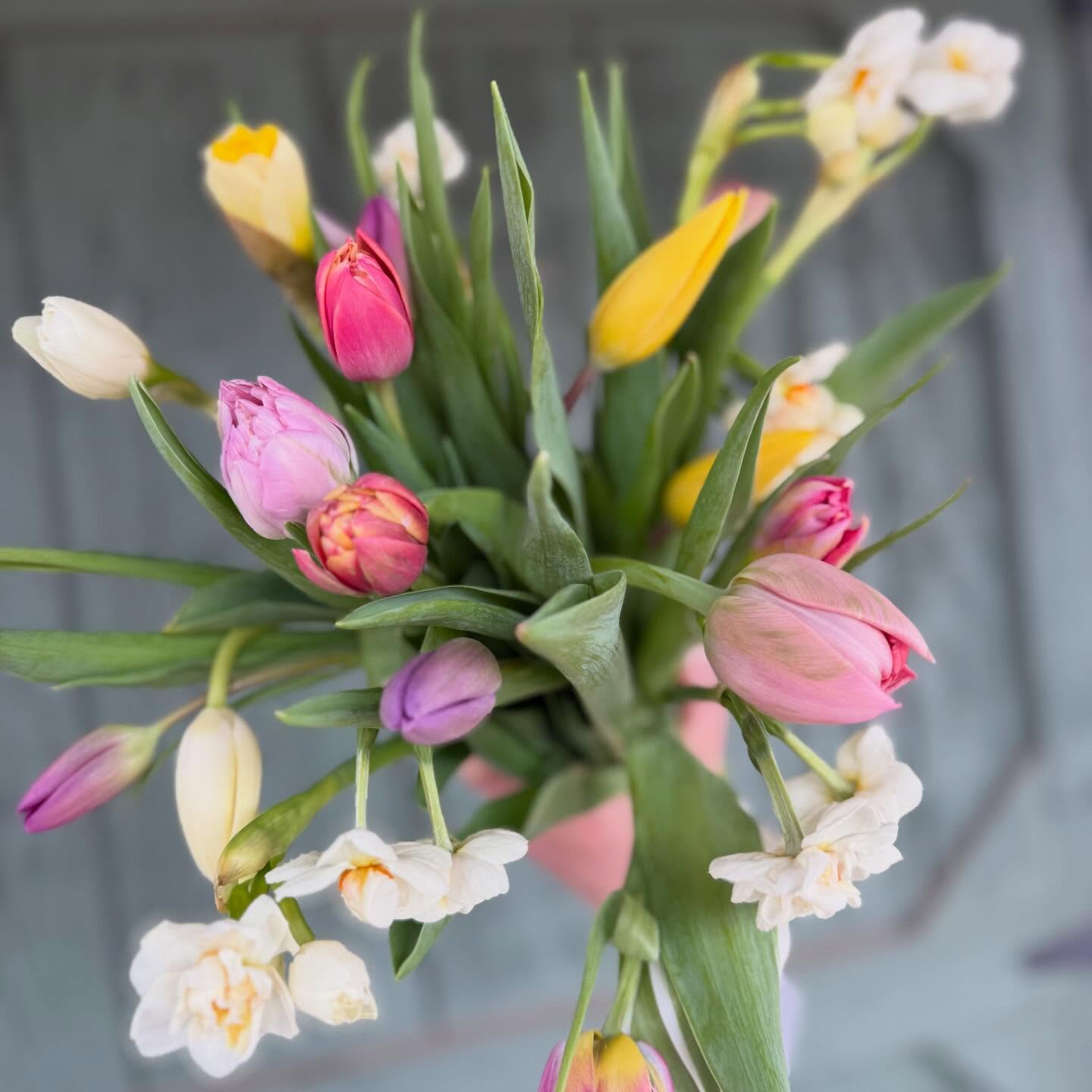 💐 Here we go!!! We harvested the first flowers of the season this morning and are preparing for our first subscription delivery tomorrow! I can’t tell you how amazing it feels to hold flowers again. 🤗
It’s not too late to joins us for the spring subscription! Grab your spot now —> link in bio