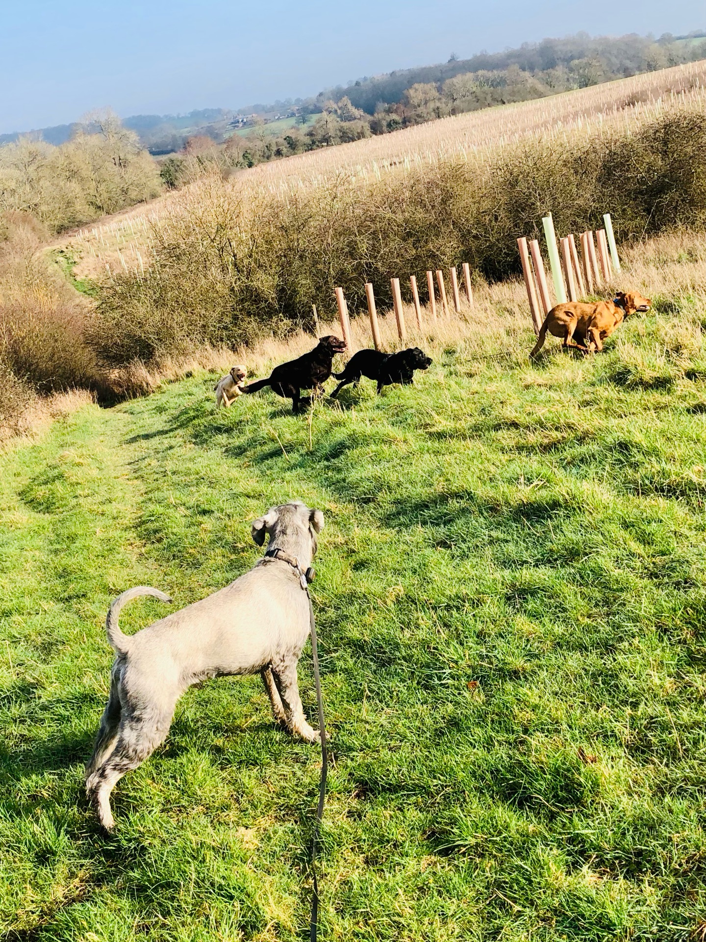 ZOOMIES! 🐾🐾🐾🐾
If your dog would like to have a walk with us then contact us at www.ardendogwalking.co.uk and check out our half-day experience.
#ullenhall #tanworthinarden #hockleyheath #henleyinarden #dog