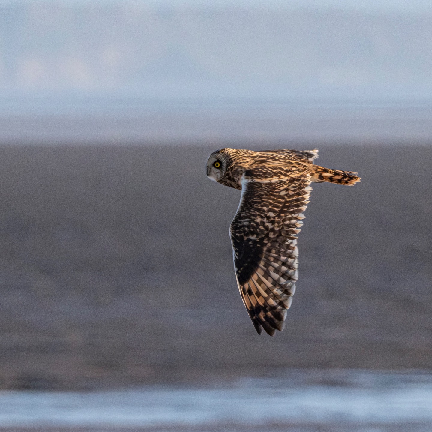 A thrill to see and photograph 3 shorteared owls in Somerset today. Great light for it :)
