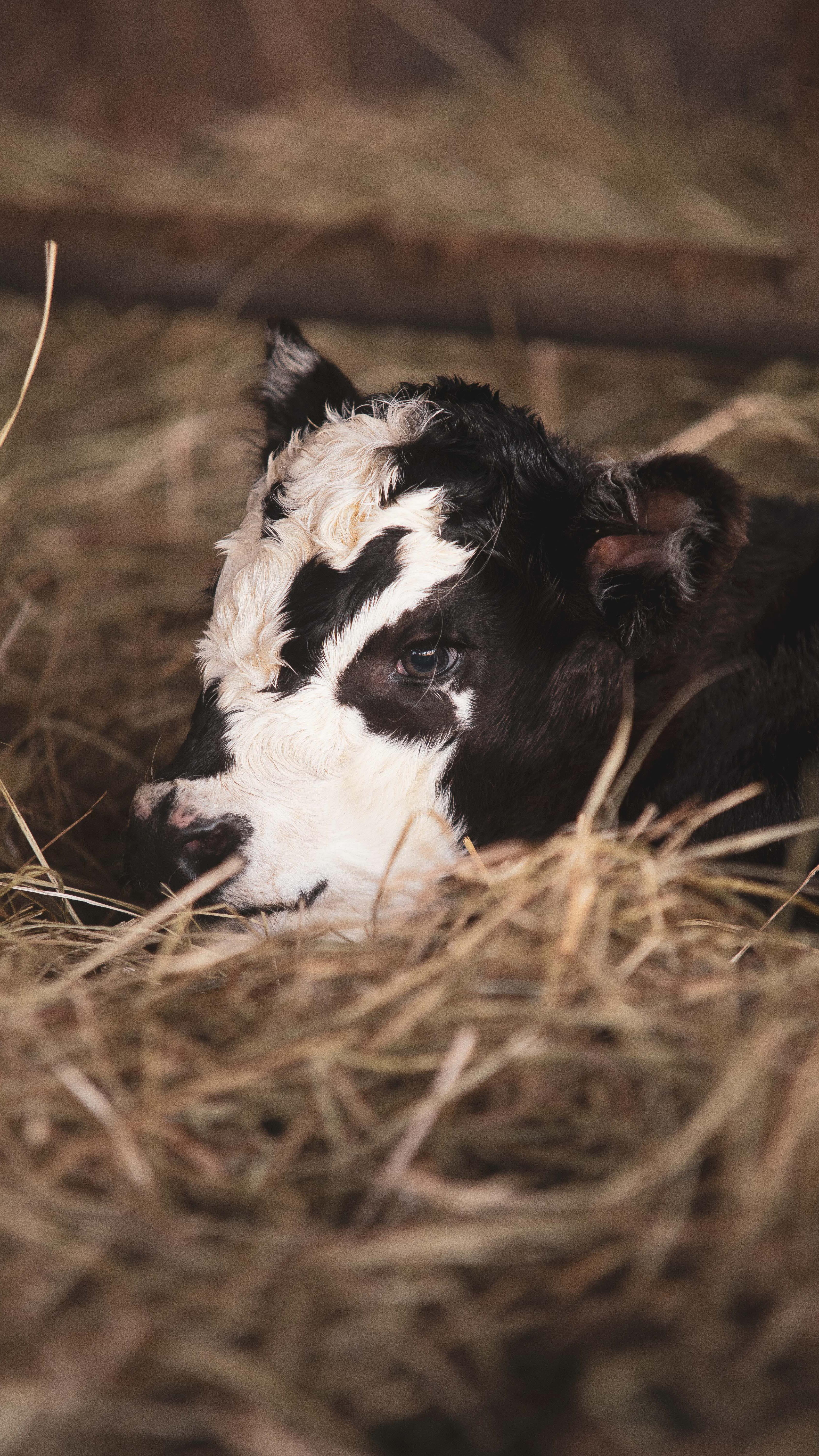 You all know from previous posts and stories my hormones have been a problem for most of my adult life but it’s not until this last six months that I’ve started to understand how to help myself from literally drowning.
In luteal I have to be SO careful with stress, food, caffine and sleep otherwise (as Brad will confirm) I become COMPLETELY unhinged.
Last month to this month I have seen a huge improvement by sleeping more, weight training, reducing processed food, sugar and adding in vitamin B6.
I have however well in to luteal, after pushing my body hard over the weekend with late nights, my brothers wedding and a fair bit going on, hit a very hard wall.
Exhausted, bloated, crampy and grasping at emotional regulation, tonight is about downtime, rest and sleep. Stress hormones squash progesterone and oestrogen becomes dominant (which brings a host of very unpleasant symptoms)
Honestly wish we were taught even some of this at school because this in my 40’s is completely mind blowing but does highlight this as an underlying issue I’ve had since puberty!
Oh to be a man 😂
Signing off and hoping for a more balanced day tomorrow 🤞🏽
#hormonebalance #hormonehealth #slowliving