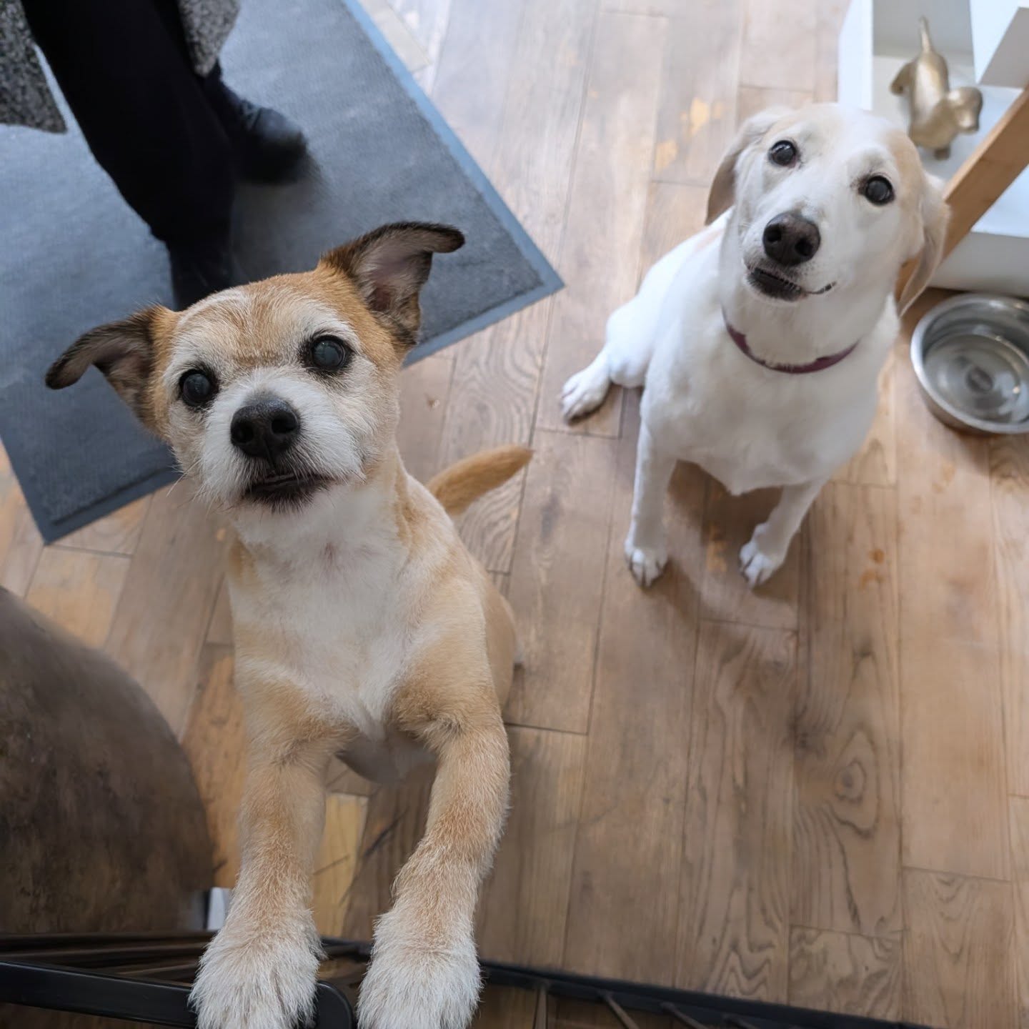 Wilbur and Nora waiting for treats after their pamper ❤️