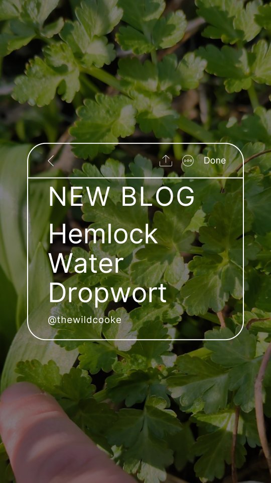 ⚠️✋🏽☠️ LISTEN UP NEW FORAGERS ☠️✋🏽⚠️
This is the most poisonous plant in the UK and it's growing amongst my wild garlic. What about yours? Do you know how to recognise it?
Head over to the blog section of my website if you'd like to know more!
Better yet, come out to one of my events! 😎👍🏽
And if you follow me from afar and cannot join one of my walks or retreats then check out the @association_of_foragers for a walk near you!