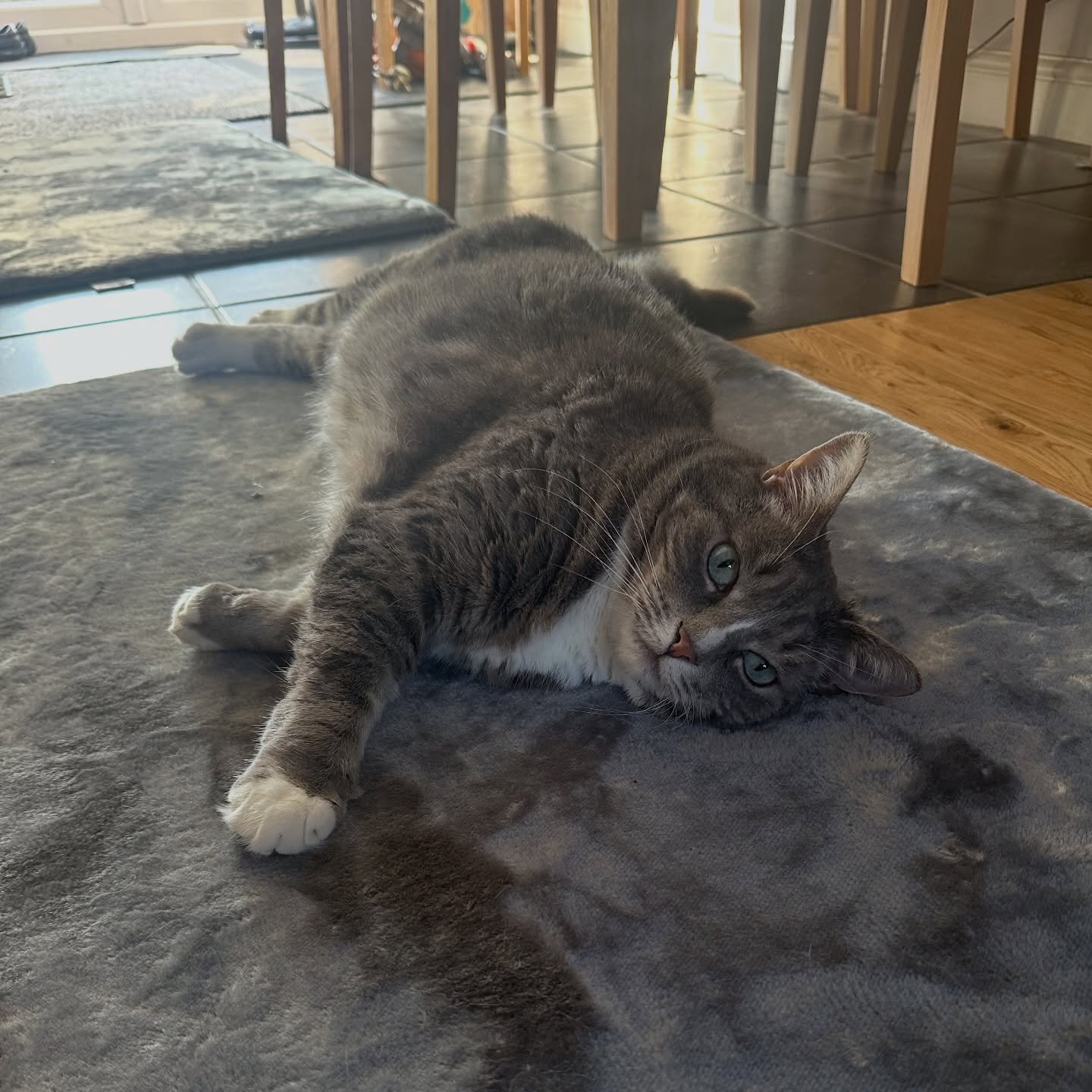 How beautiful is Tonks? 🐈⬛
This lovely lady is looking very chilled after being a star patient for her first session today!