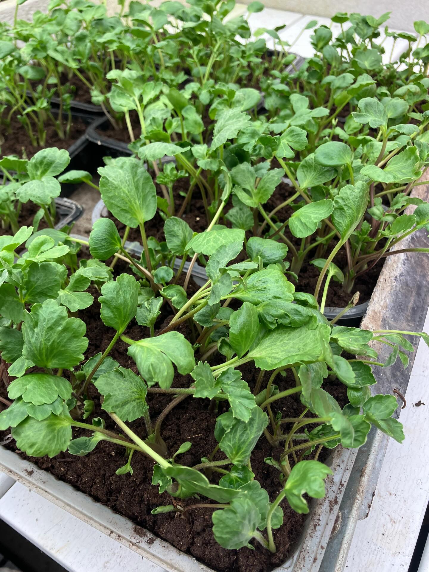 Der er forår i luften, og vi planter flere ranunkler og franske anemoner ud ❤️☀️
Det ligner at dem der har stået ude i flere måneders sne og frost har klaret den - især dem vi har lagt uden at forspire. De er stærkt på vej nu 💪
Det er en kæmpe fordel at vi er to, og kan gøre tingene lidt forskelligt. På den måde får vi hele tiden afprøvet forskellige metoder, og finde frem til de arbejdsgange der passer bedst ind i vore setup.
De aller-aller sidste ranunkler er sat til for spiring nu, de var tænkt til at lappe huller i rækkerne, måske bliver det slet ikke nødvendigt? Så finder vi nok plads til dem andre steder, eller de kommer til salg i potter 🥳 Er der interesse for det?
Knoldene er købt hos @ranunkler_dk ig vi finder mange gode dyrkningsvejledninger hos @plante_liv
#nysæson #sæsonstart #blomster