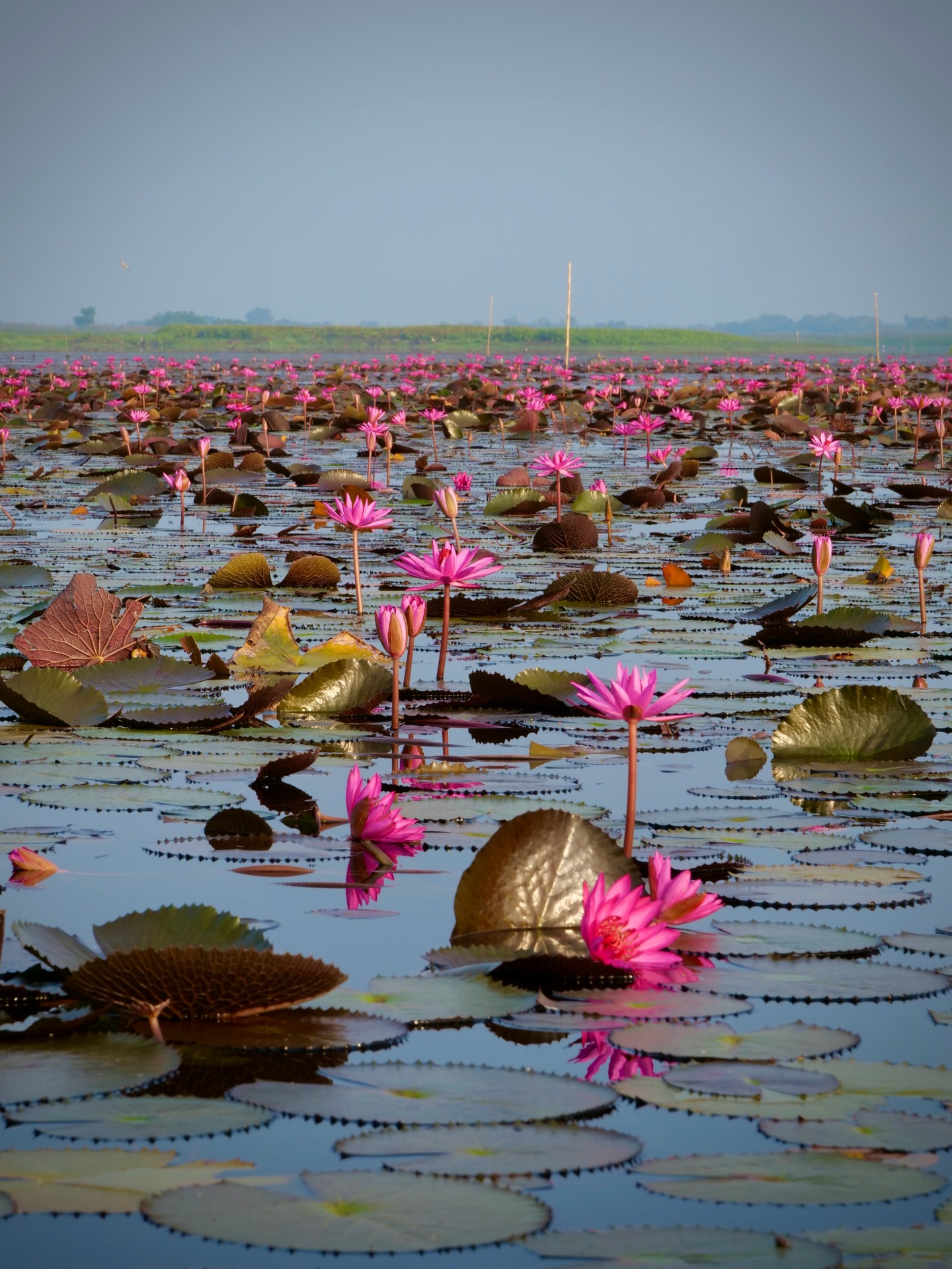 Au lever du soleil sur le Lac de Thale Noi des milliers de fleurs de lotus s’ouvrent doucement avec les premières lueurs du jour…un spectacle grandiose dans une région totalement authentique en Thaïlande. #thailand #fleurdelotus #phattalung #travelplanner