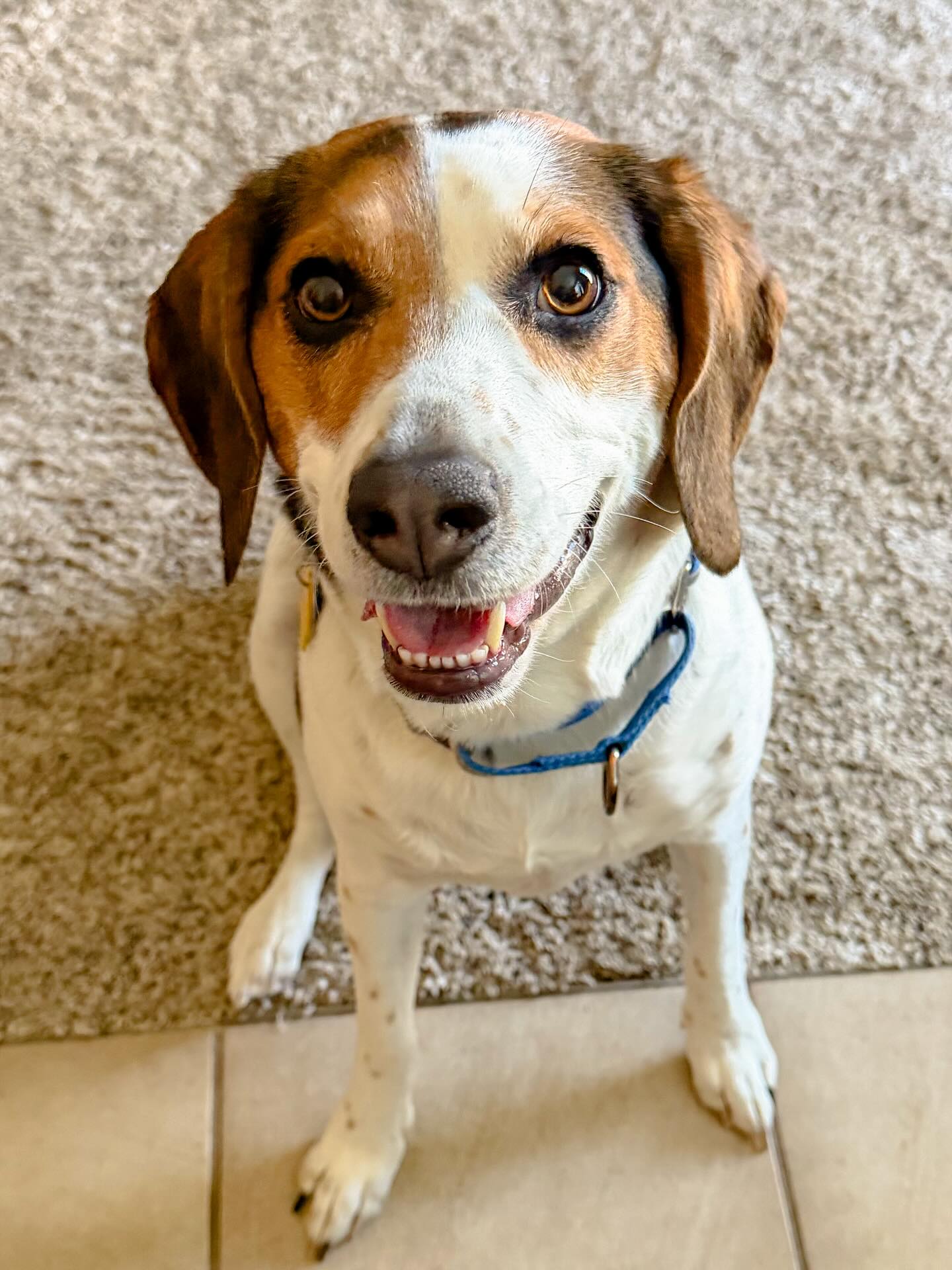 Interrupting my regularly scheduled dachshund clients to reintroduce this handsome guy! A couple times a year I get to spend time with him and his mom exploring creative enrichment ideas tailored just for him. They’re such special clients. Today’s win? Yogurt in a lick bowl slow feeder - big hit!