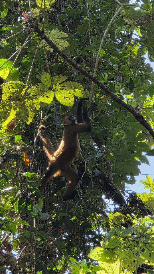 Je vous emmène avec moi à la découverte de la réserve nationale Gandoca-Manzanillo. 🌴
Moins prisée que le parc national de Cahuita mais tout autant magnifique je vous recommande cette randonnée jusqu'à playa Bita.
Comptez environ 6km aller retour. Pensez à votre maillot de bain et chaussures de randonnée !
#costarica #singearaignée #aventure