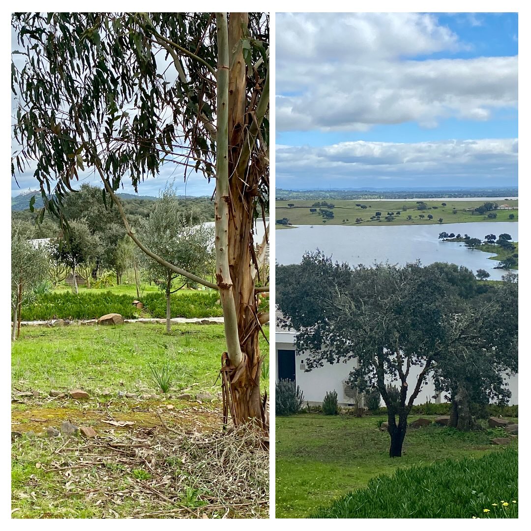 Espalhamos pela nossa herdade bancos e plataformas elevadas para que possa apreciar a paisagem. Um desses bancos permite ver o castelo de Monsaraz e o Castelo de Mourão, altaneiros sobre a paisagem Alentejana. Sente-se e respire a calma e paz da nossa localização única.
We have placed benches and high platforms throughout our estate so that you can enjoy the landscape. One of these benches offers views of Monsaraz Castle and Mourão Castle, towering over the Alentejo landscape. Sit down and breathe in the calm and peace of our unique location.
#Monsaraz #Mourão #Alqueva #views #landscape #alentejoplains #montimerso #montimersoskyscapecountryhouse