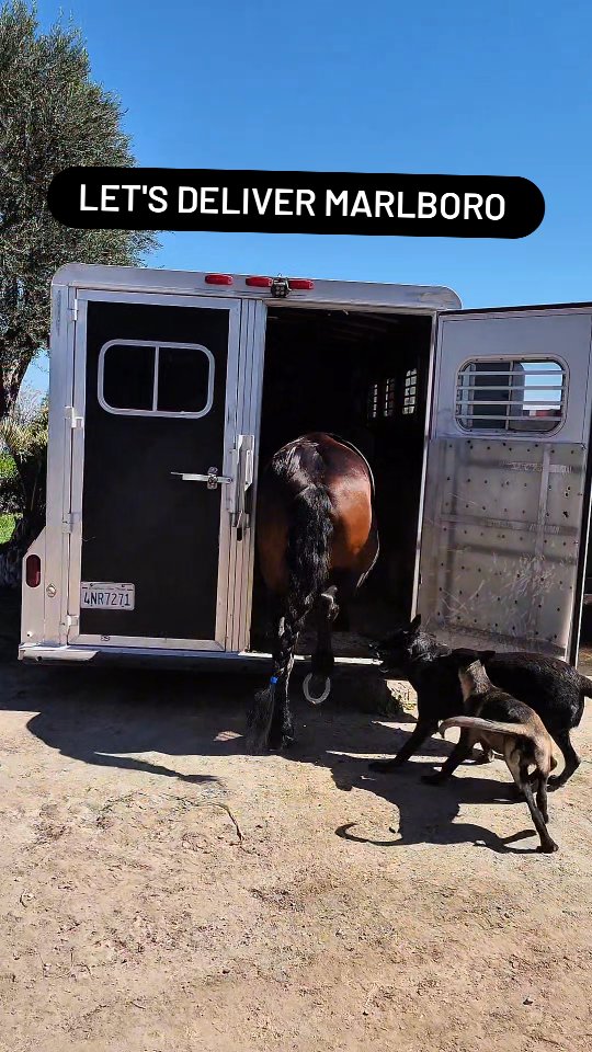 Marlboro was transported to Menifee on Sunday 🥲
It's never easy saying good bye to a horse you've raised.
Fortunately Marlboro will be at a beautiful facility where the new owners have invited us to visit him.
Marlboro will spend lots of time on trails and enjoying the fresh air and sunlight 🌞
We want to thank the Xanders for giving Marlboro the opportunity to be part of their wonderful family and for the very nice gift. 🙏
#grateful #wholesome #warlander #menifee #whitestallionhayandranch