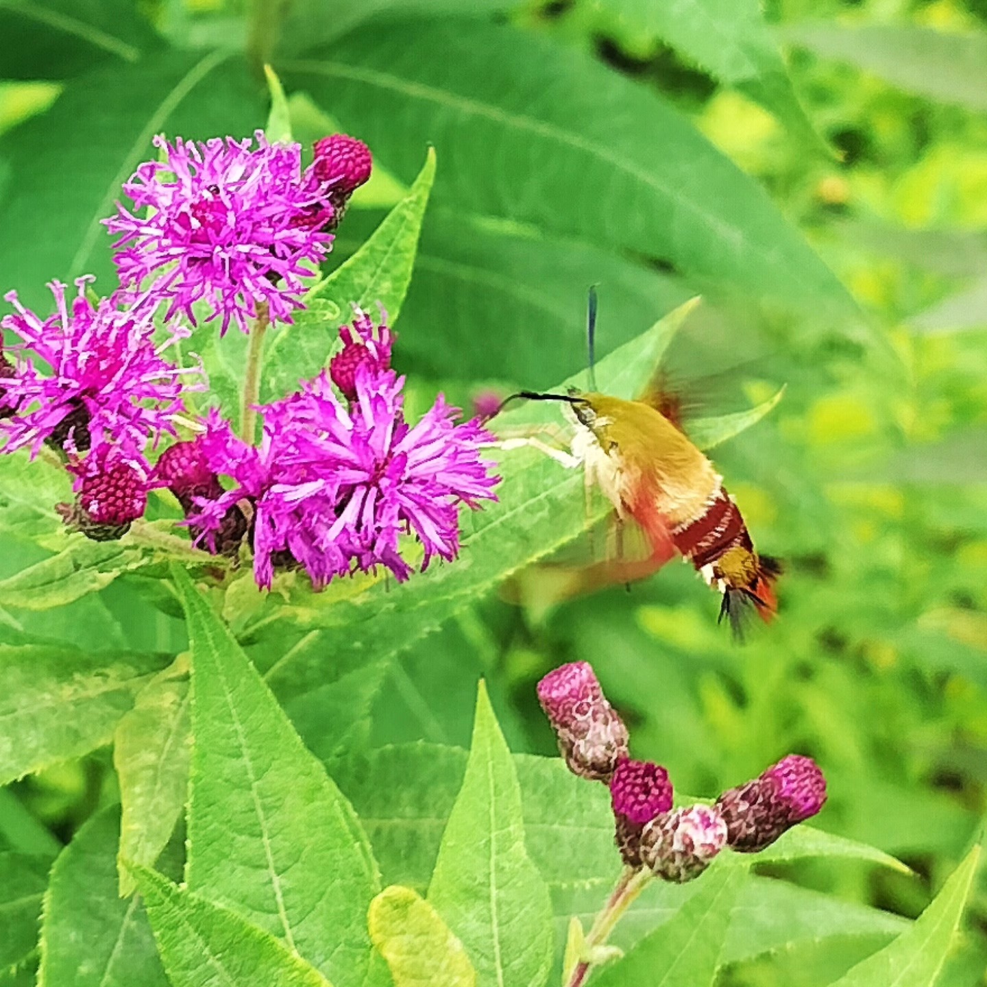 Thursday Moment of Zen. Hummingbird clearwing moth (Hemaris thysbe) foraging for nectar in the afternoon sun. Peace y'all.